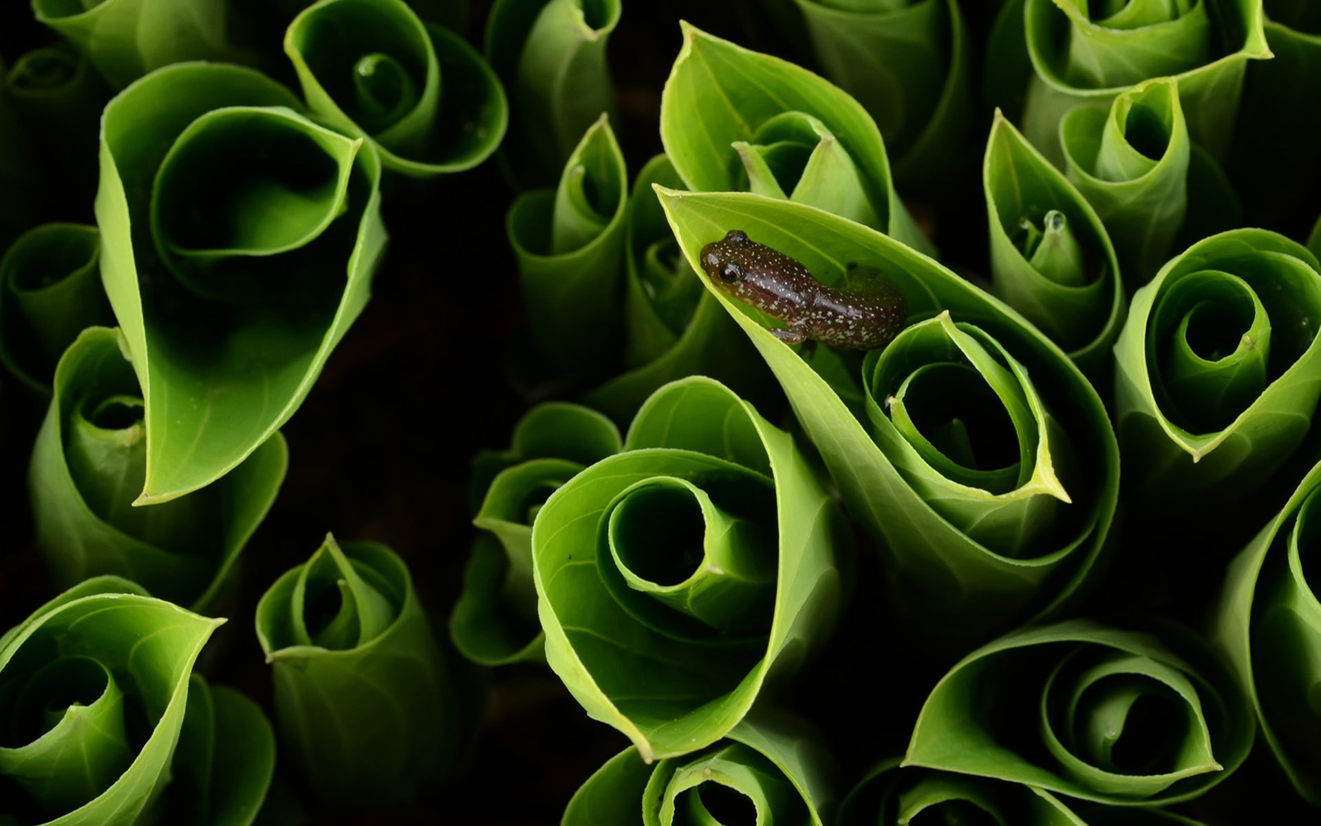 1080P, Animal, Salamander, Lizard, HD Wallpaper