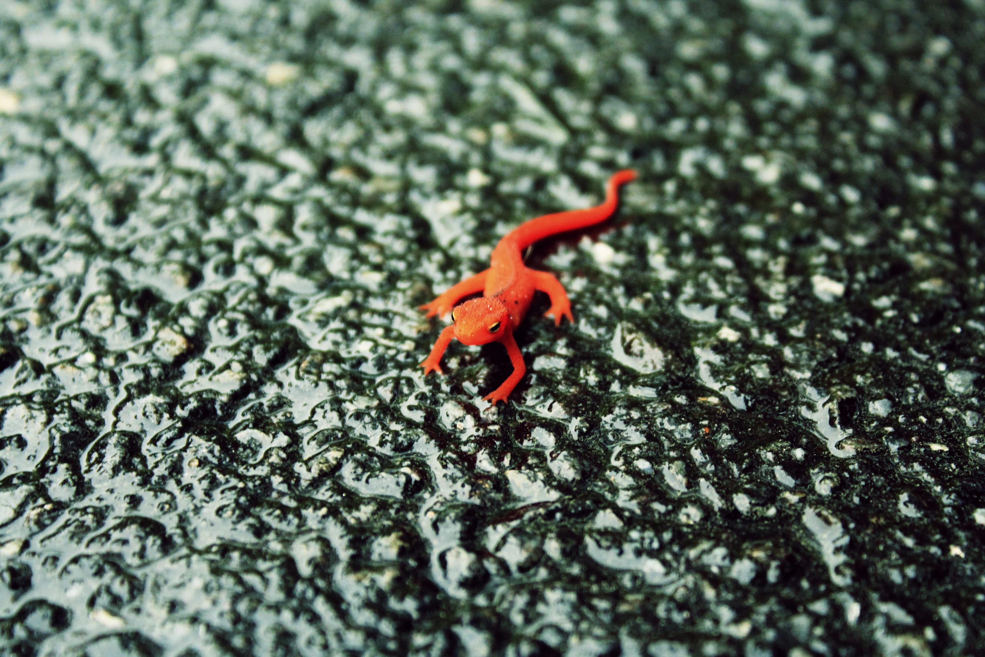beauty in nature, cherokee, 2K, day, salamander, no people, plant part, close-up, textured, united states, high angle view, nature, animals in the wild, HD Wallpaper