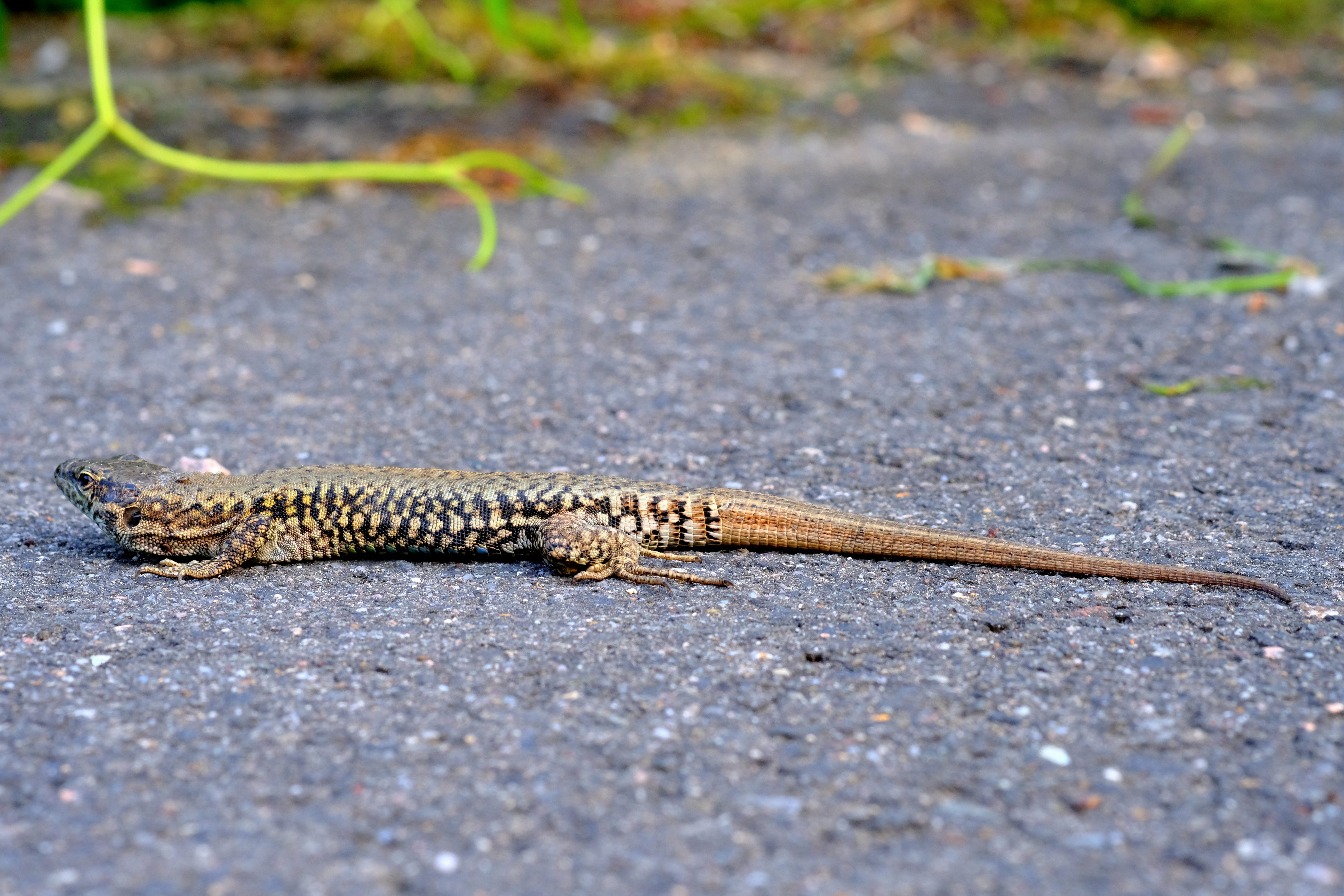 one animal, reptiles, city, animals in the wild, animal world, animal wildlife, aggression, animal, nature, beautiful, portrait, spotted, road, close up, HD Wallpaper