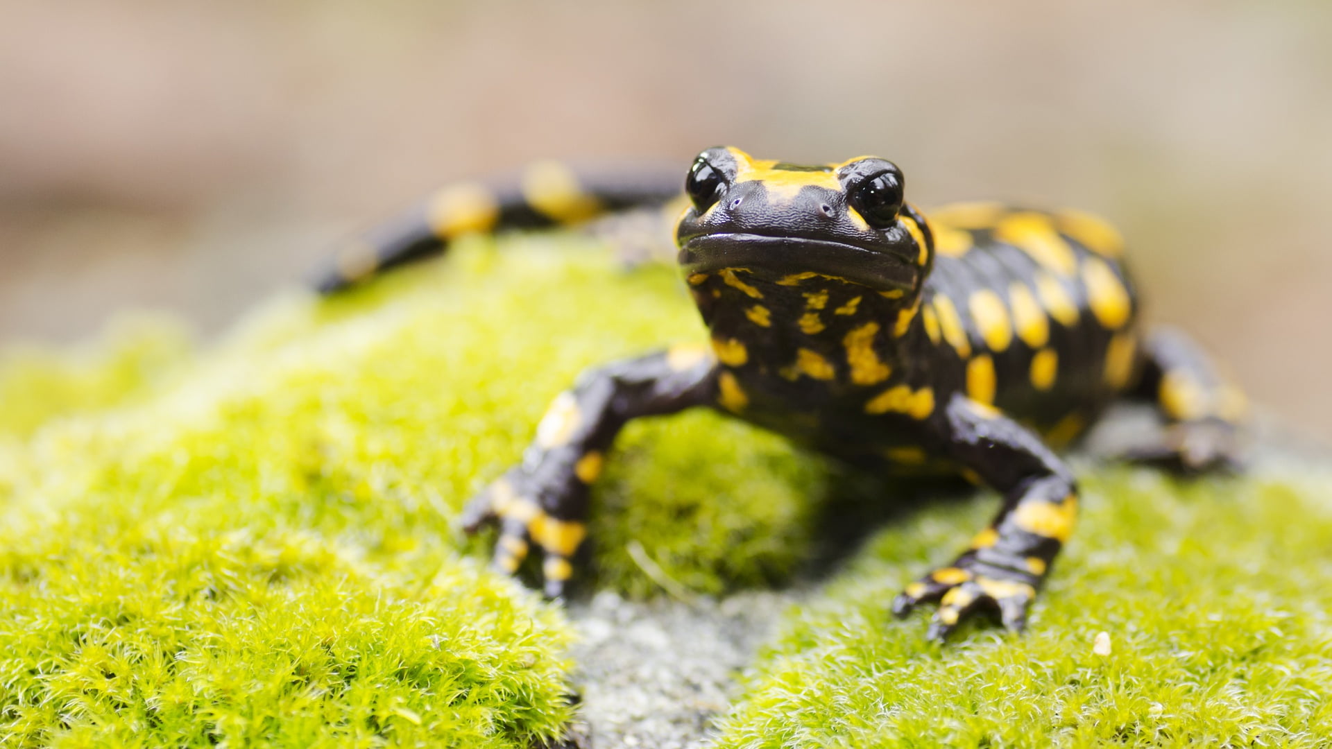 Salamander, Wildlife, Animal, 1080P, HD Wallpaper