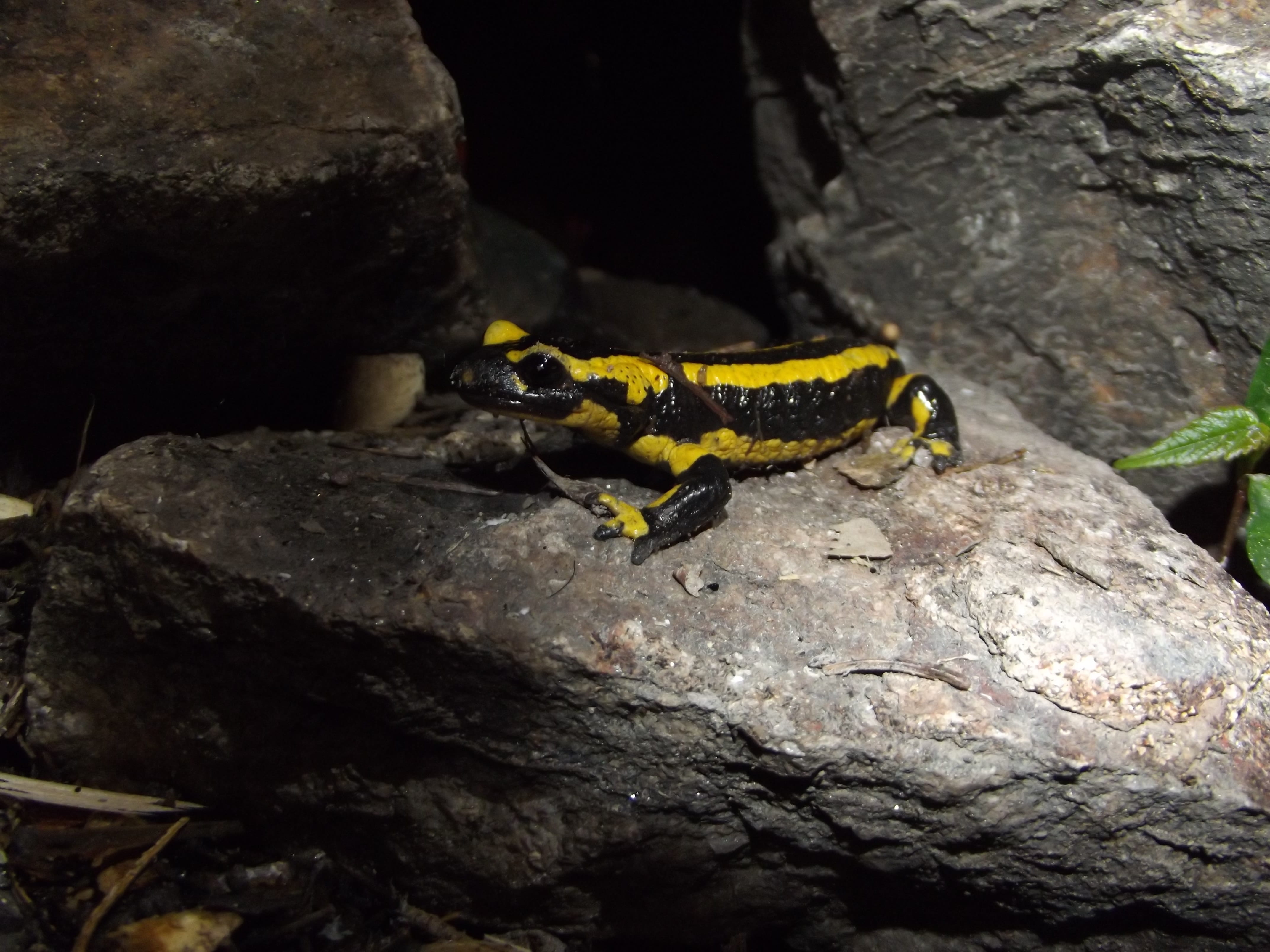reptile, vertebrate, close-up, animals in the wild, stone, rock - object, one animal, zoology, 4K, day, nature, outdoors, rock, focus on foreground, salamander, HD Wallpaper