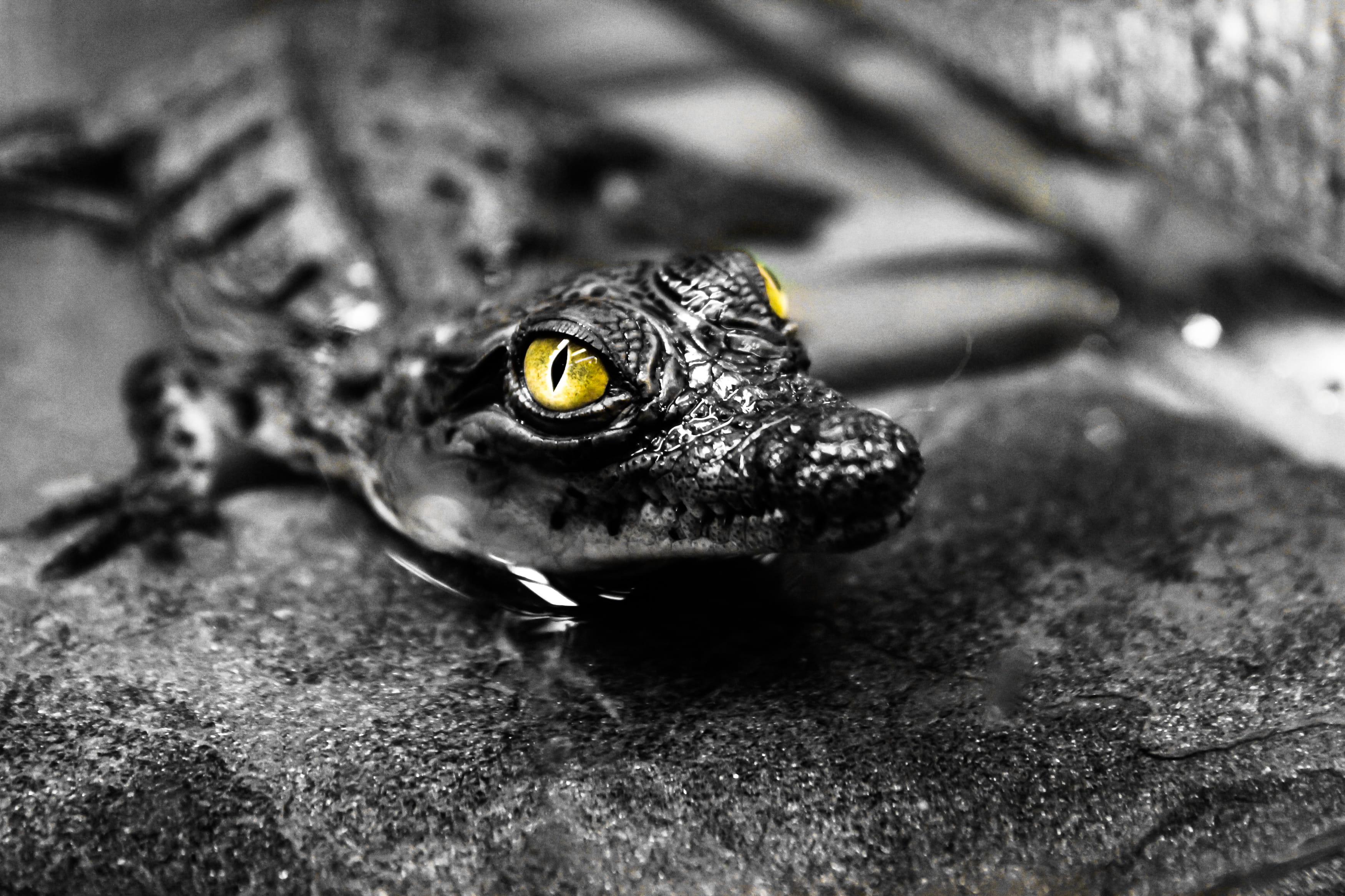 amphibian, black color, animal wildlife, invertebrate, outdoors, crocodiler, wildlife, memphis, one animal, photography, no people, animal head, grayscale, HD Wallpaper