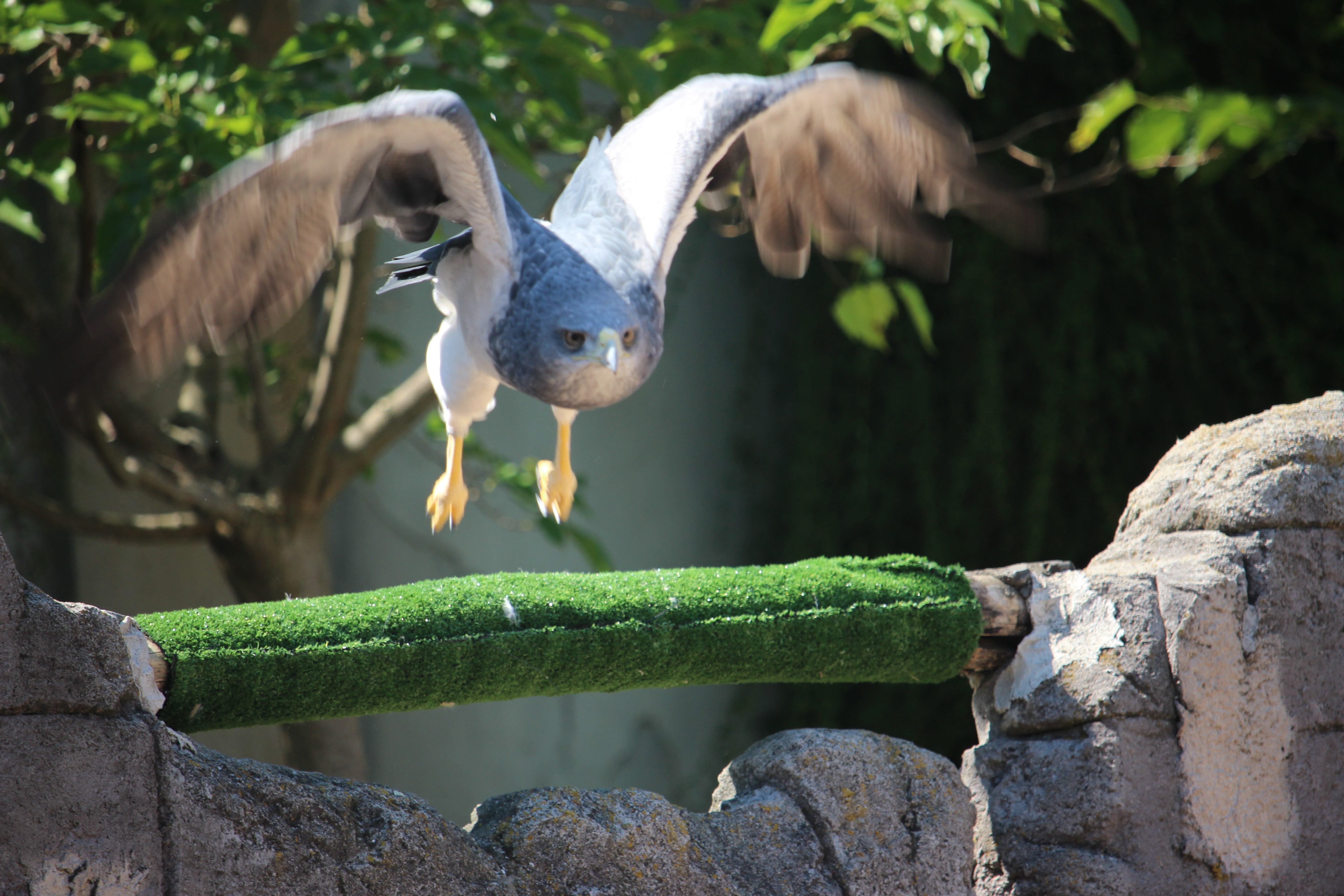 animal themes, focus on foreground, green color, animal wildlife, perching, bird, rapace, argentina, animals in the wild, day, rock, animal, rock - object, HD Wallpaper