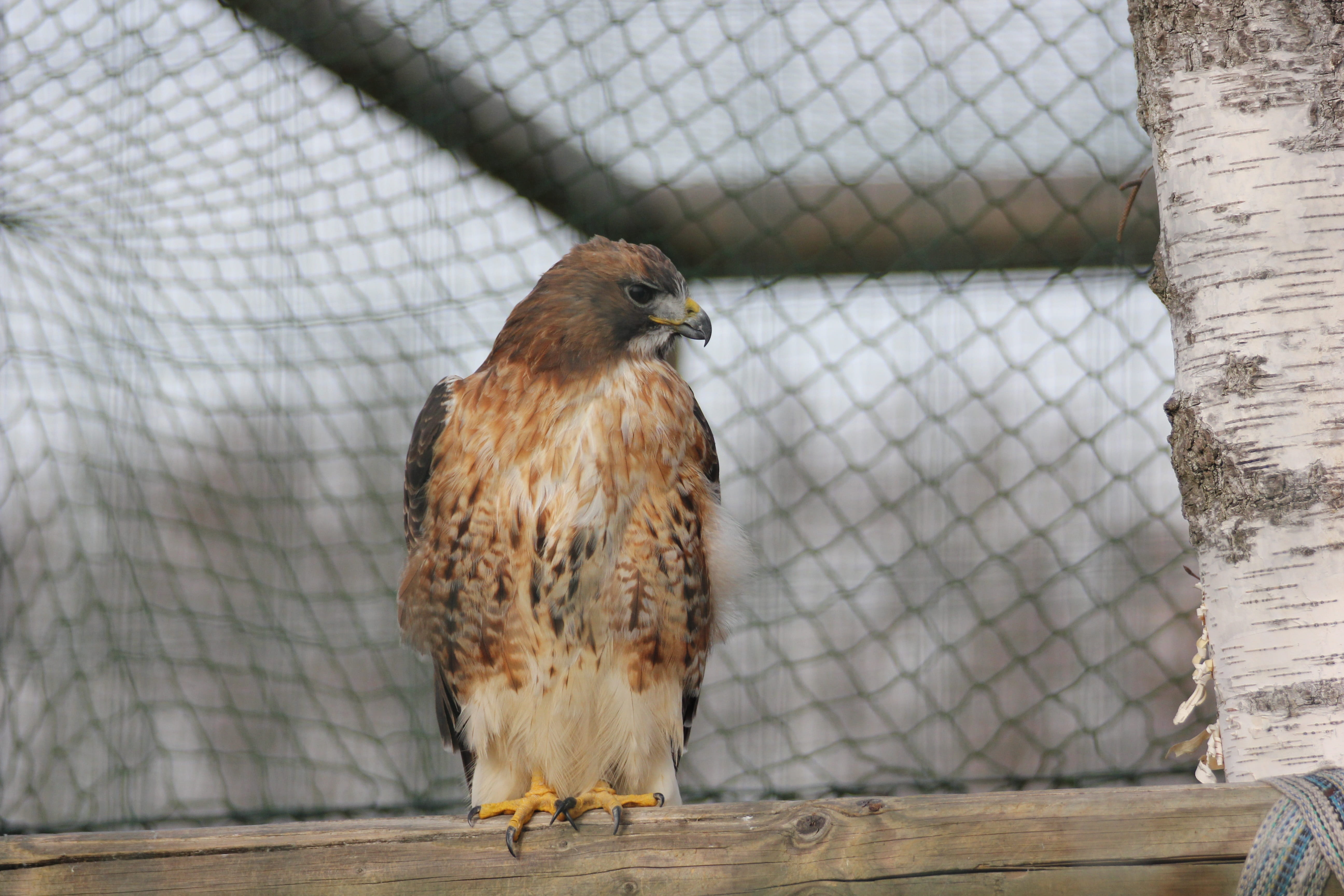 animal, animals in captivity, wood - material, laying, predator, falco, fence, animal wildlife, vertebrate, raptor, one animal, bird, nature, cage, day, HD Wallpaper