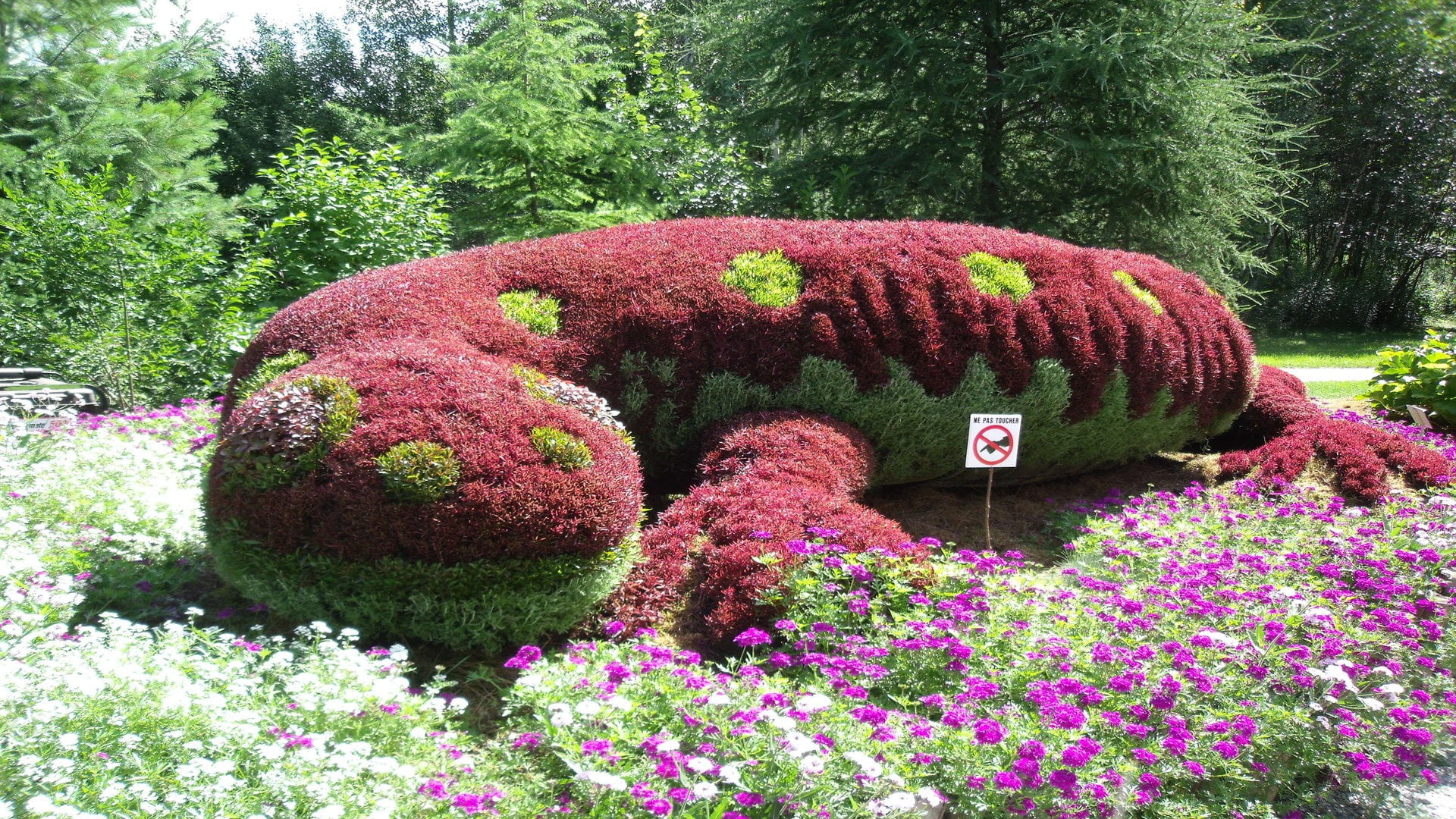 flower head, outdoors, 1080P, flowering plant, flowers, formal garden, growth, flower, salamander, green color, park - man made space, nature, park, tranquility, HD Wallpaper