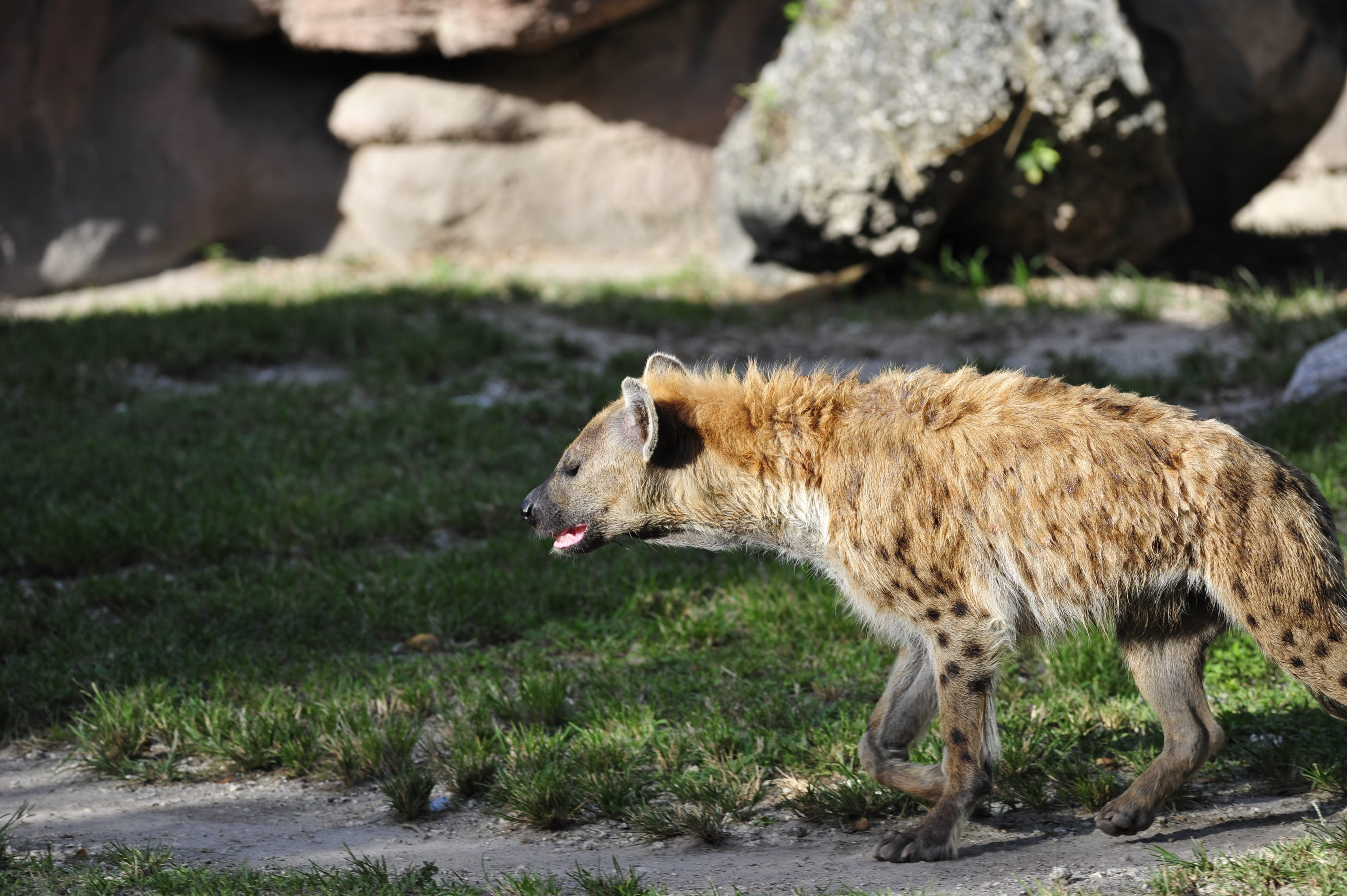 animals in the wild, vertebrate, Tanzania, animal themes, animal wildlife, Dog, sunlight, focus on foreground, solid, furry, canine, full length, zoo, wolf, HD Wallpaper