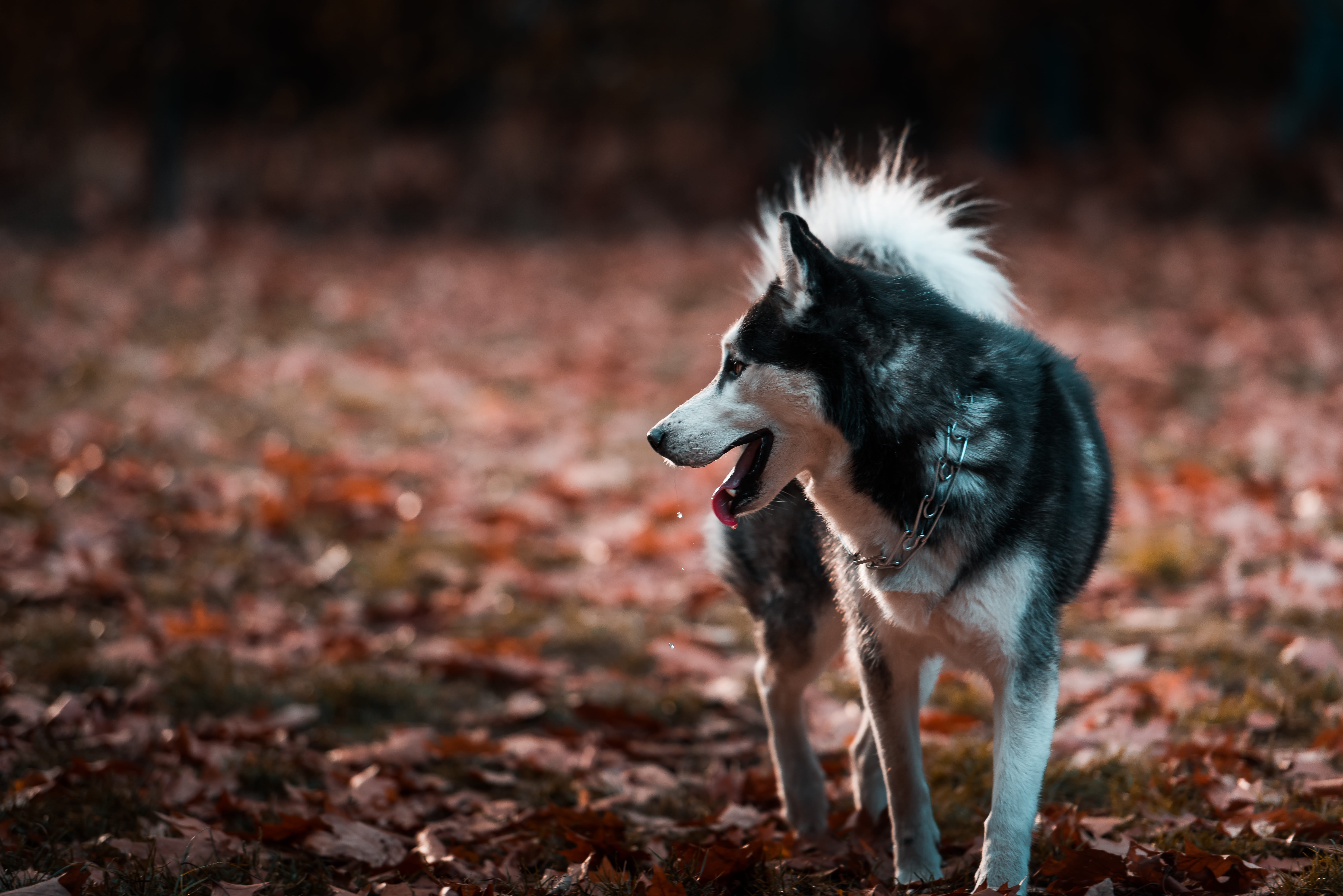 collie, full length, pets, black, domestic, outdoors, husky, bucharest, animal themes, land, wolf, mammal, romania, canine, focus on foreground, day, field, HD Wallpaper