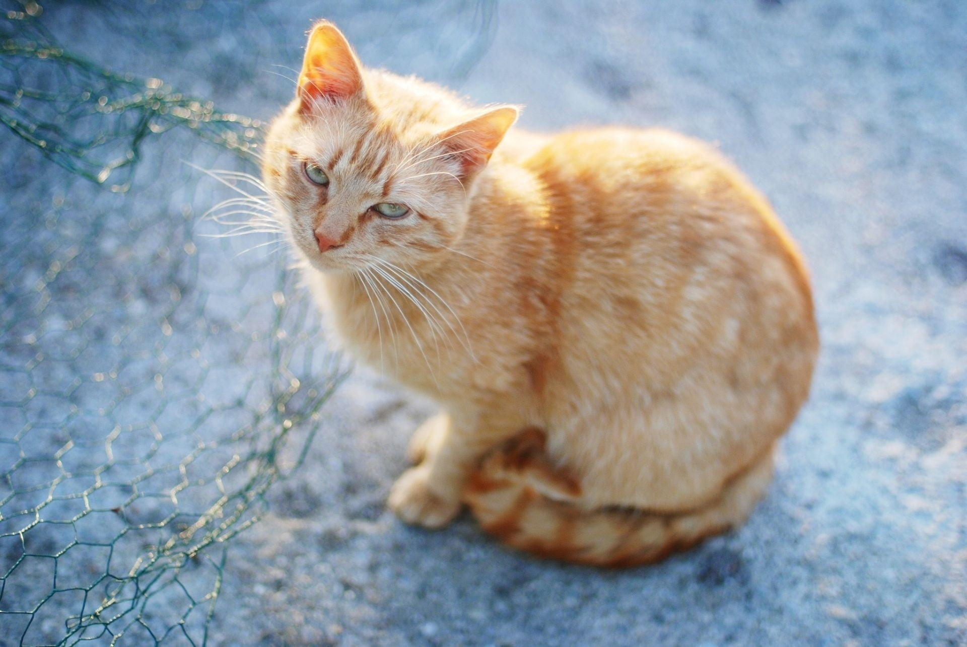 no people, vertebrate, whisker, sadness, pets, domestic cat, domestic animals, orange, red, sitting, feline, 1080P, domestic, day, ginger cat, looking away, HD Wallpaper