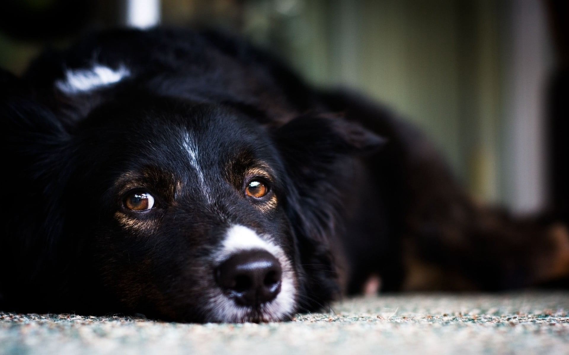 muzzle, domestic, sitting, grass, black Color, purebred Dog, collie, indoors, puppy, friendship, focus on foreground, animal eye, loyalty, obedience, dog, HD Wallpaper