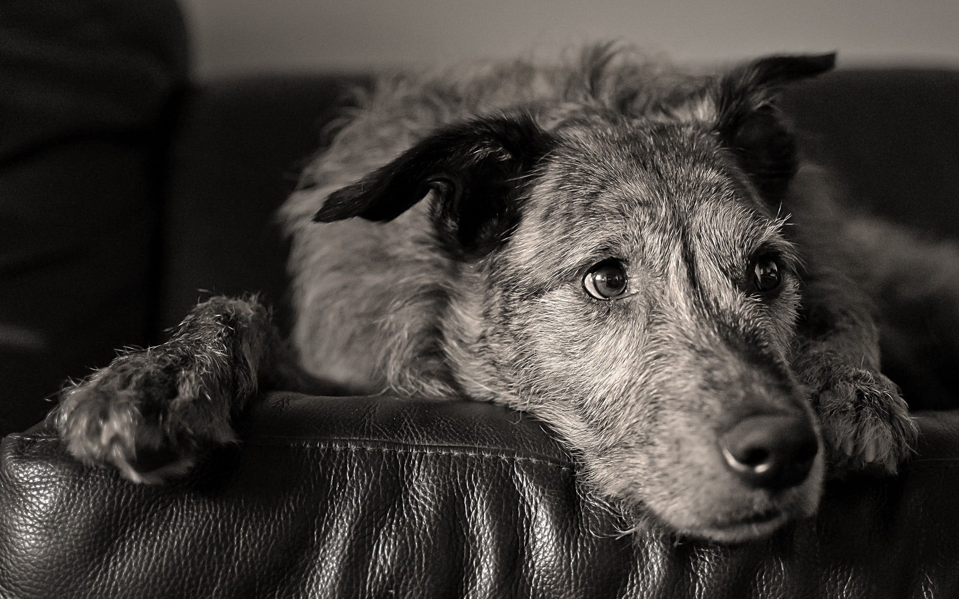 dogs, coated, dog, sofa, terrier, color, relaxation, animal body part, anticipation, domestic, vertebrate, animal hair, indoors, pets, no people, animal Head, HD Wallpaper