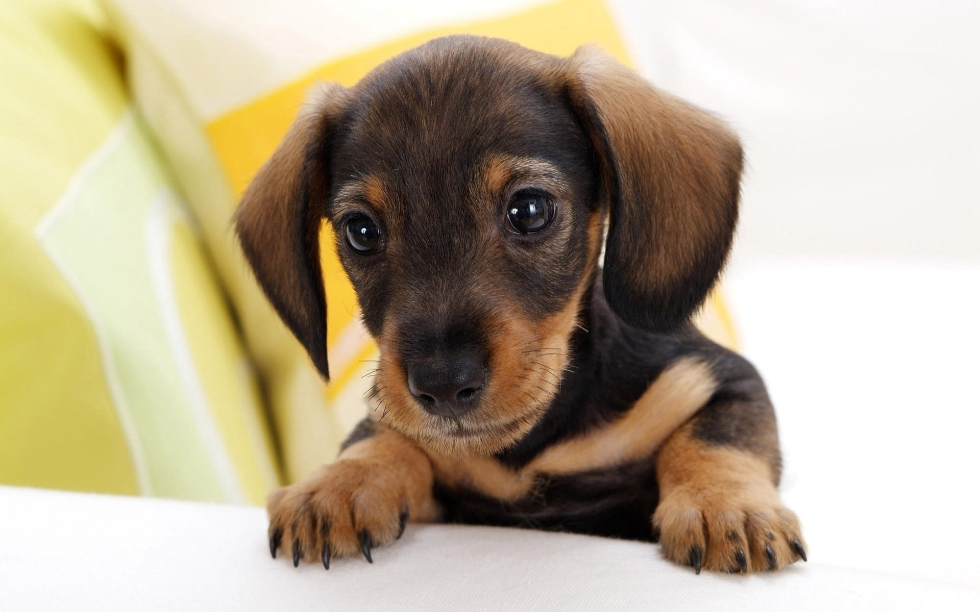 animals And Pets, domestic Animals, brown, innocence, ears, vertebrate, animal Head, dog, hound, fur, tan, white, 1080P, canine, pets, indoors, sitting, HD Wallpaper