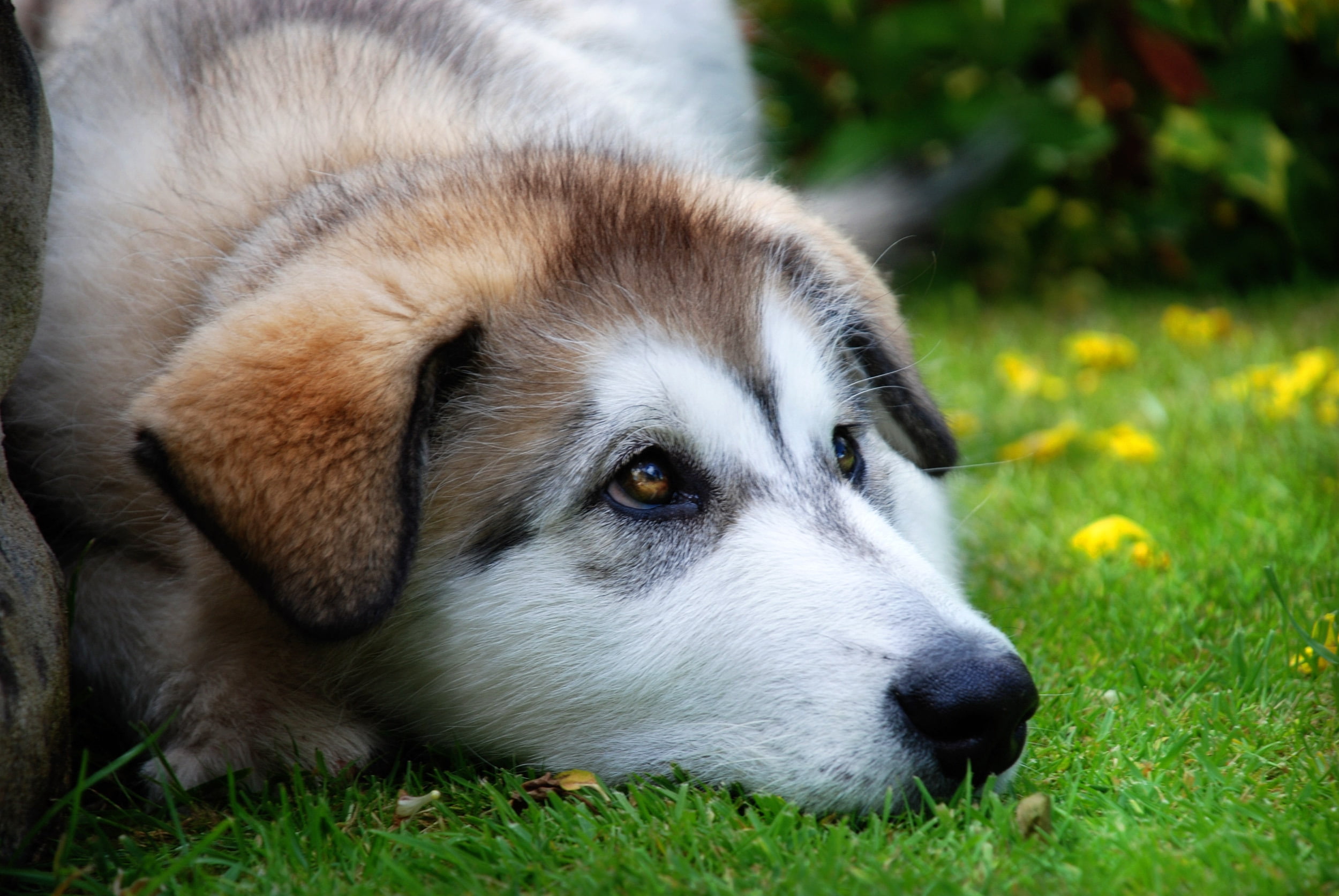 puppy, anticipation, summer, black Color, plant, brown, dog, vertebrate, field, adult, sled Dog, lying Down, copper, domestic Animals, no people, white, HD Wallpaper