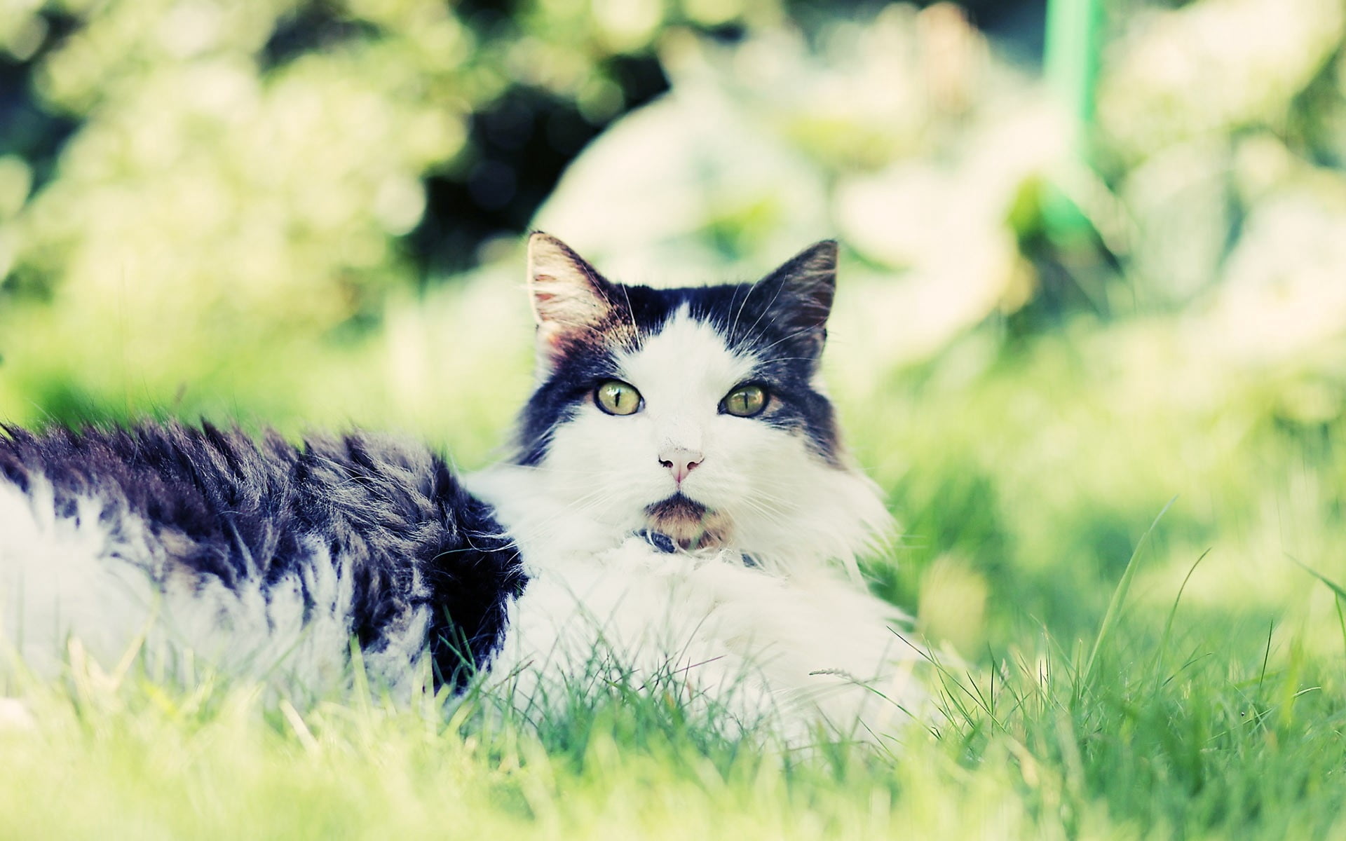 summer, long, domestic, animal, mammal, fun, grass, sitting, staring, young Animal, nature, animal themes, land, looking, looking at camera, selective focus, HD Wallpaper