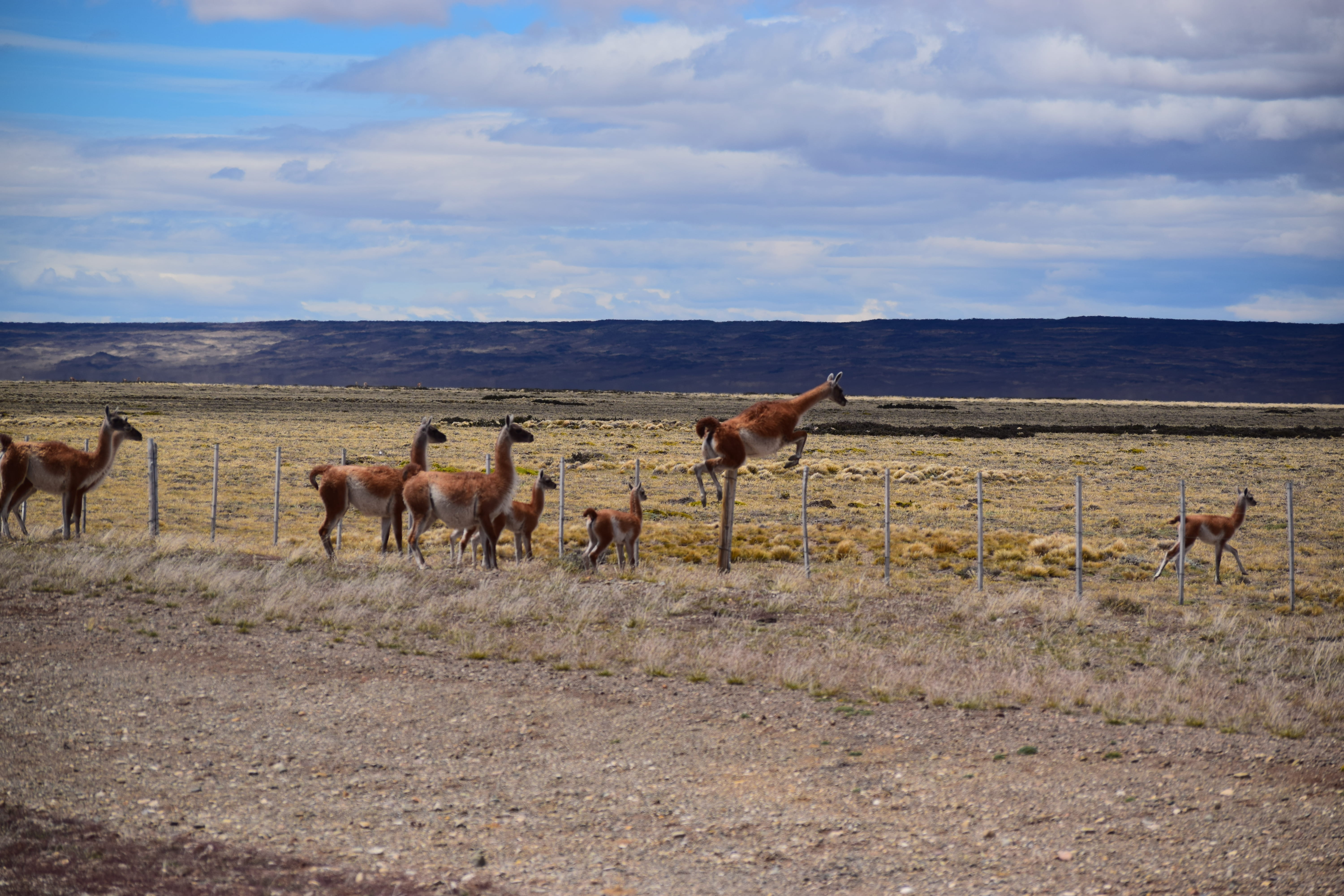 domestic animals, herbivorous, cloud - sky, land, no people, vertebrate, sky, landscape, deer, nature, environment, medium group of animals, llama, animals in the wild, HD Wallpaper