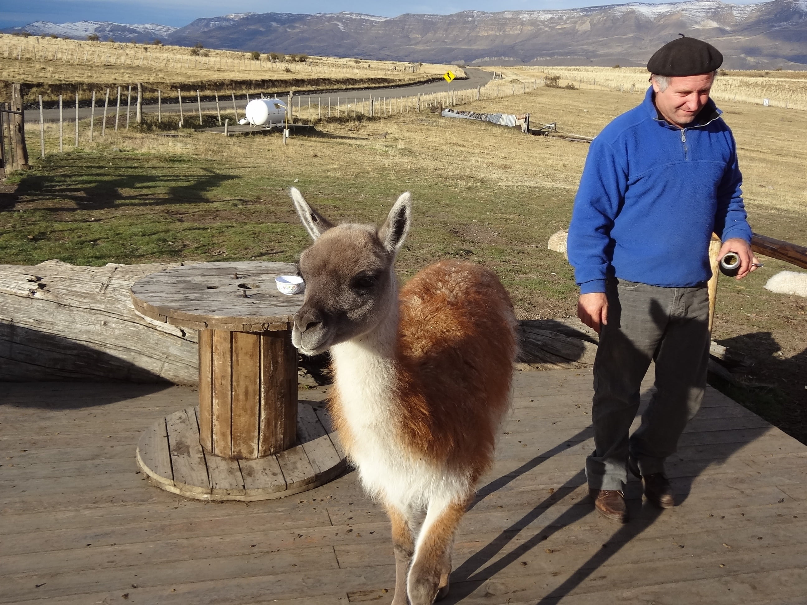 day, real people, pets, argentina, standing, animal, herbivorous, lama, full length, landscape, one person, men, leisure activity, domestic, 2K, llama, HD Wallpaper