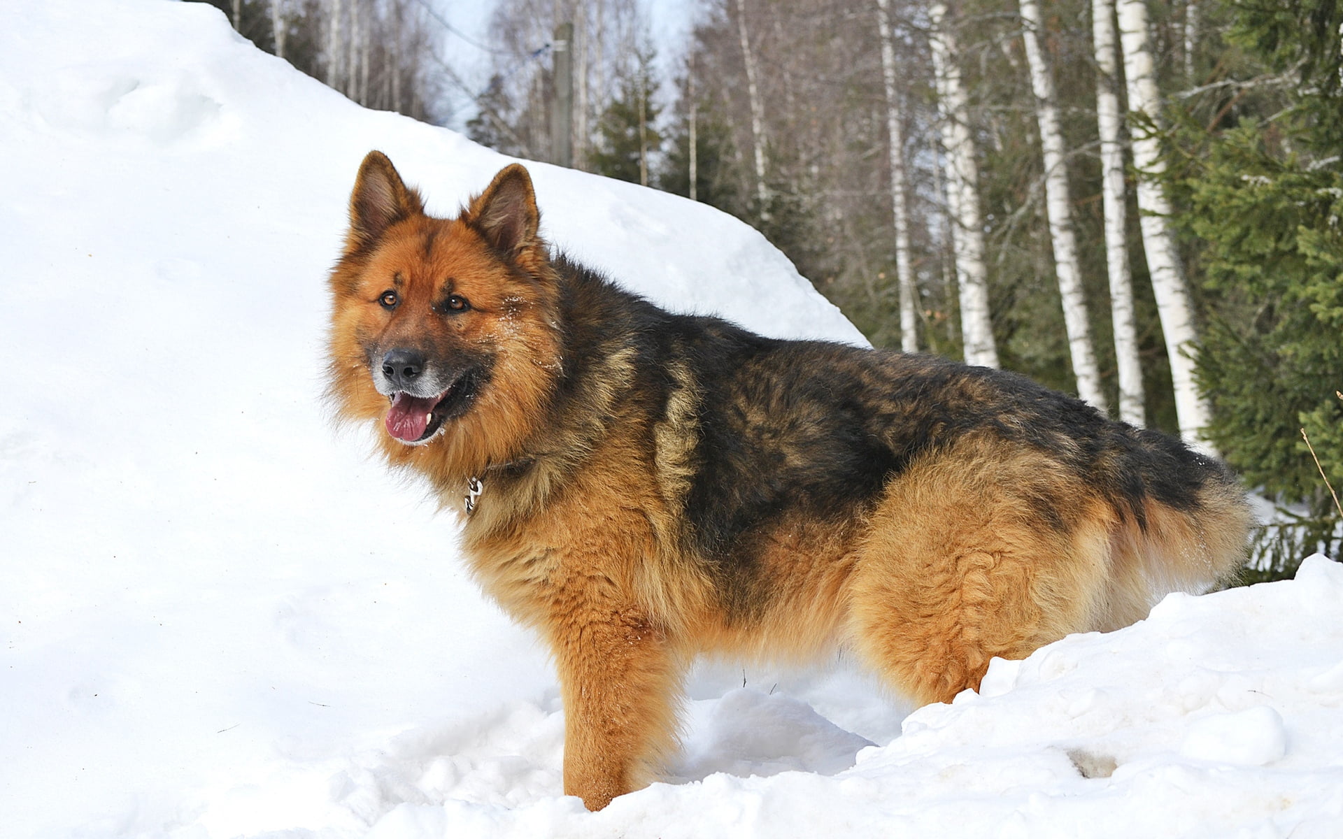 day, nature, adult, cold temperature, dogs, no people, domestic, shepherd, one animal, canine, animal themes, pets, snow, black, domestic animals, mammal, HD Wallpaper