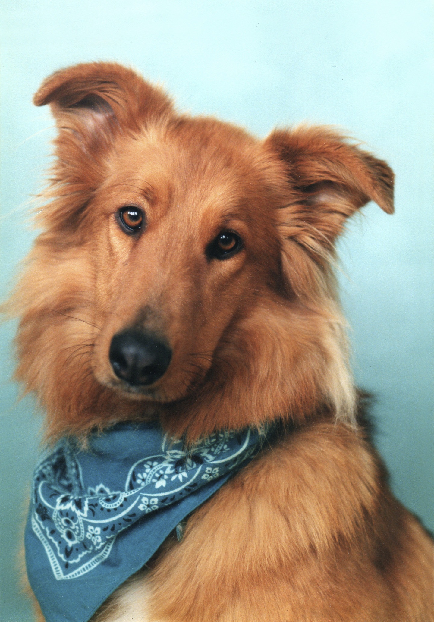 one animal, animal body part, animal, 1080P, looking at camera, vertebrate, bandana, animal themes, canine, mammal, photo, close-up, pet, adult, domestic animals, Phone HD Wallpaper