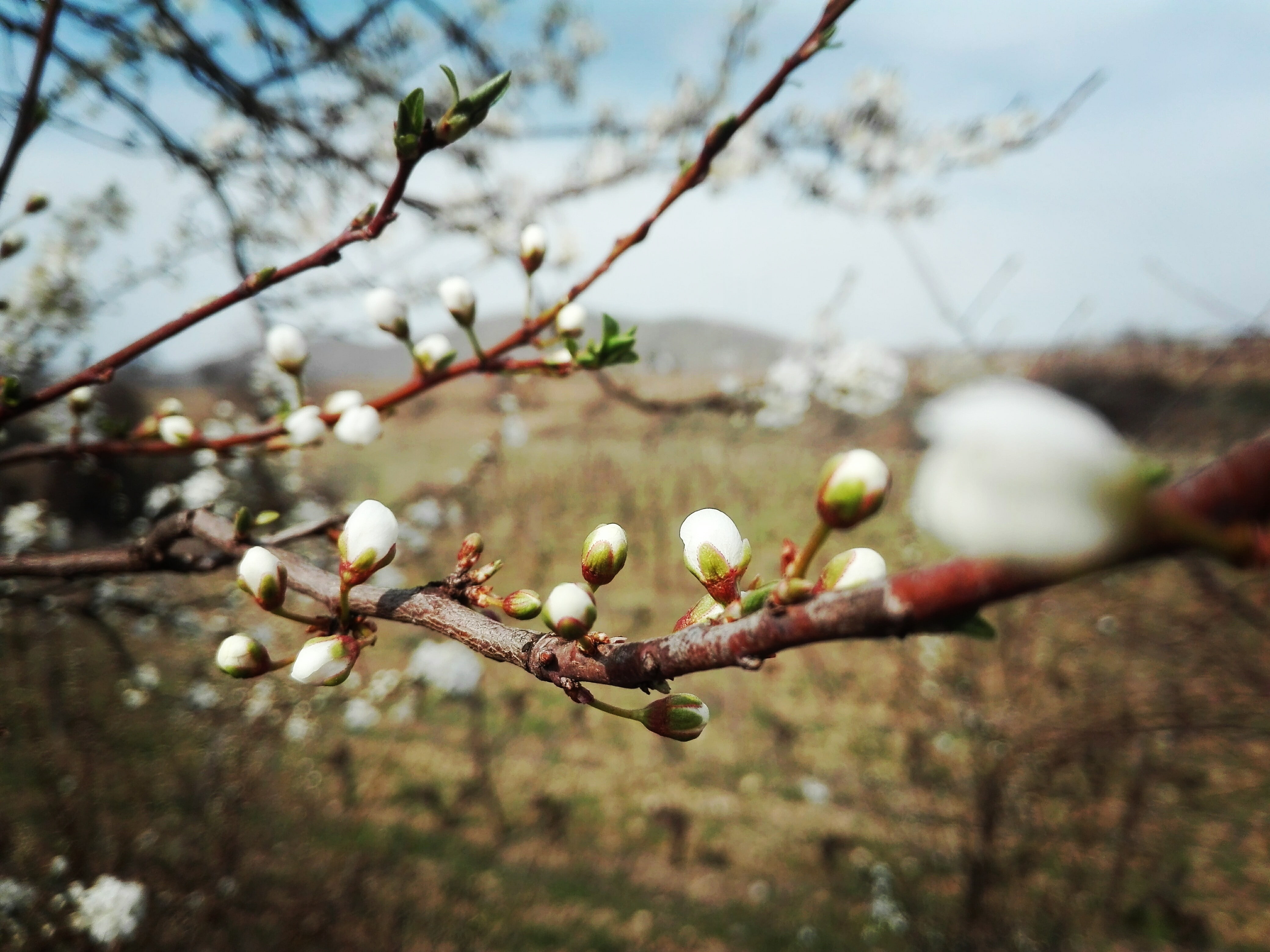 outdoors, food, flower, plant, close-up, nature, day, grass, growth, clouds, hills, Sun, freshness, no people, healthy eating, beauty in nature, cherry blossom, HD Wallpaper