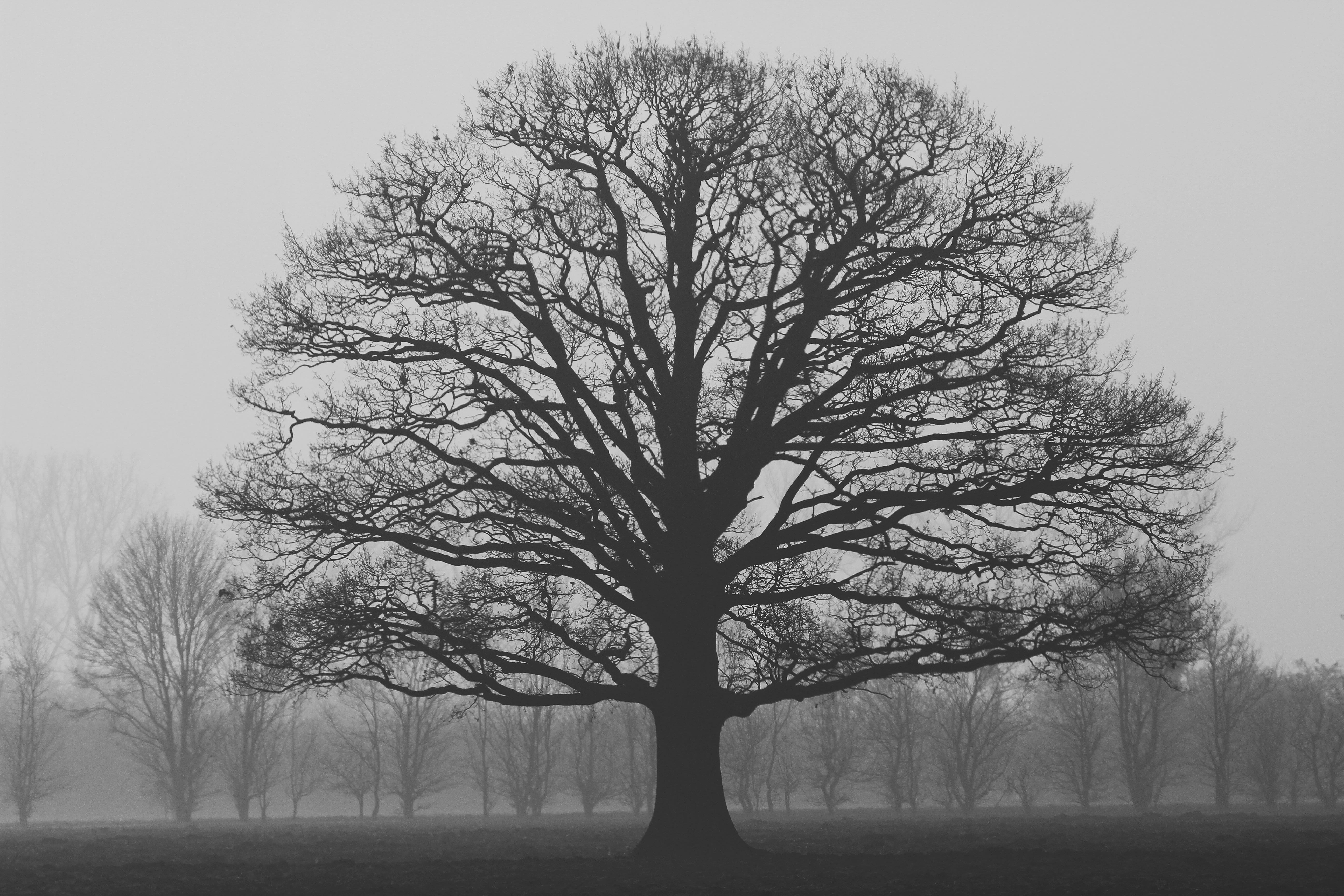 land, landscape, environment, country wide, plant, scenics - nature, solitaire, nature, tranquility, remote, fog, sky, photo, tranquil scene, trunk, no people, HD Wallpaper