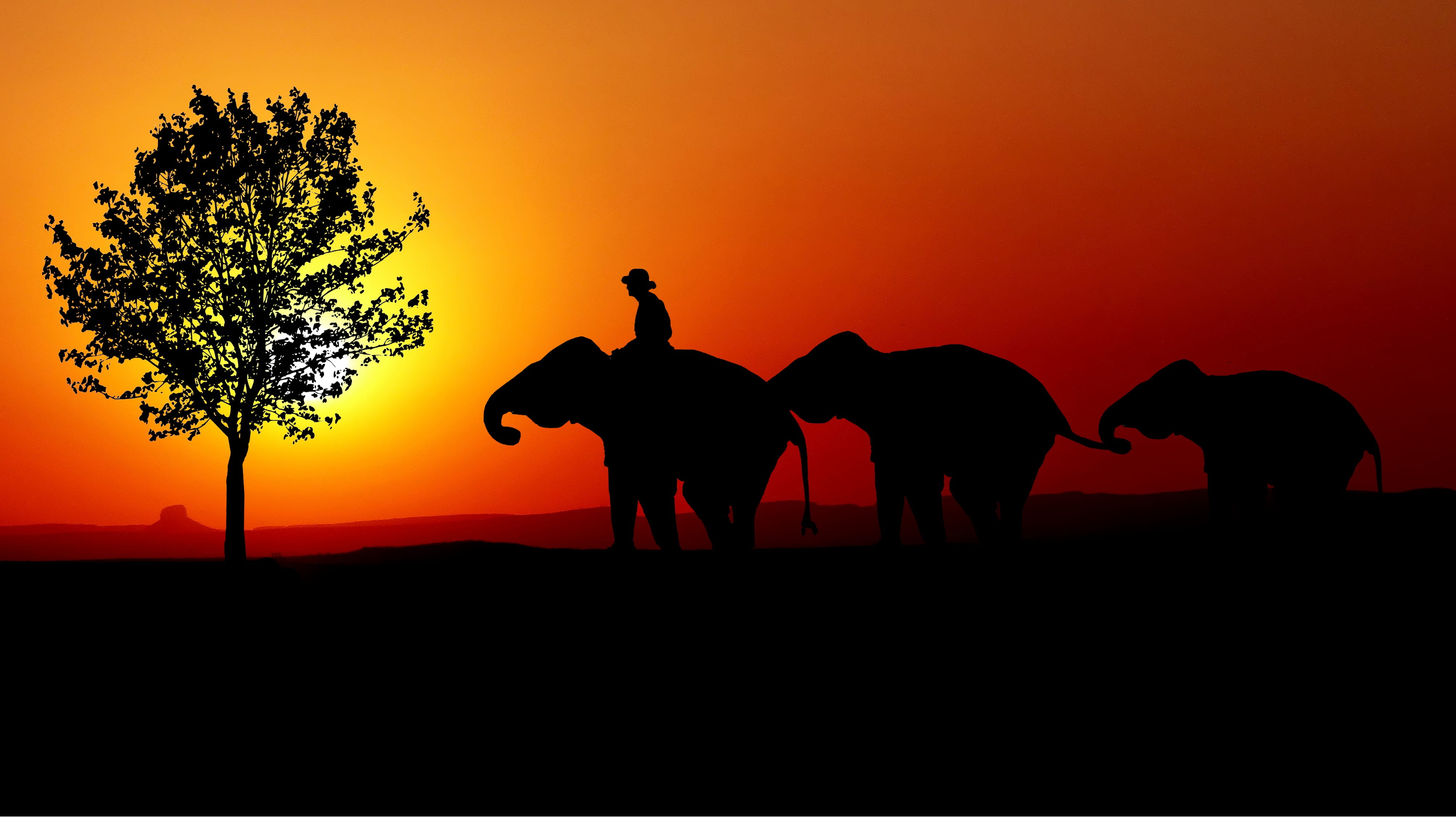 group of animals, domestic, african elephant, animal wildlife, outdoors, herbivorous, elephants, sun, mammal, animal family, sky, standing, solitaire, mahout, HD Wallpaper
