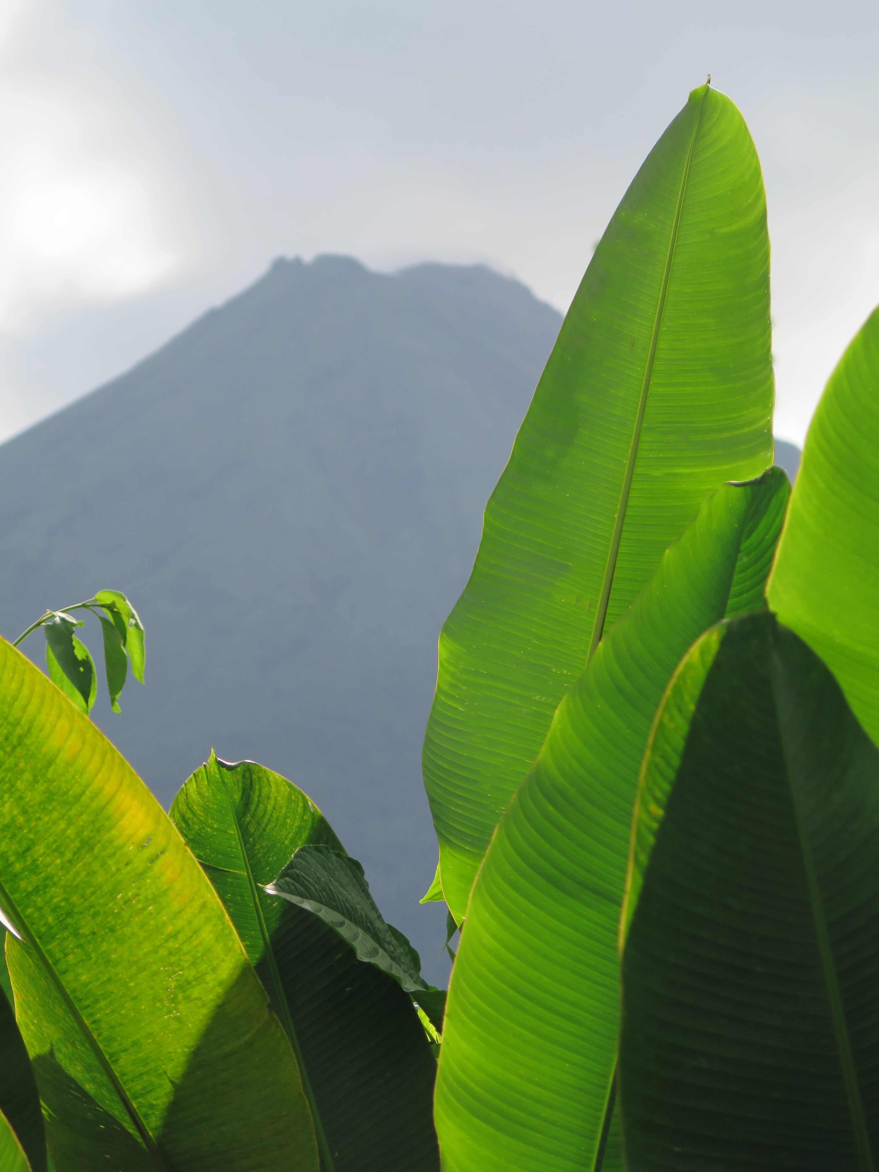 nature, growth, giant leaf, leaf, sky, volcano, leaf vein, tranquil scene, 4K, rain forest lush vegetation, arenal volcano, tranquility, leaves, la fortuna, Phone HD Wallpaper