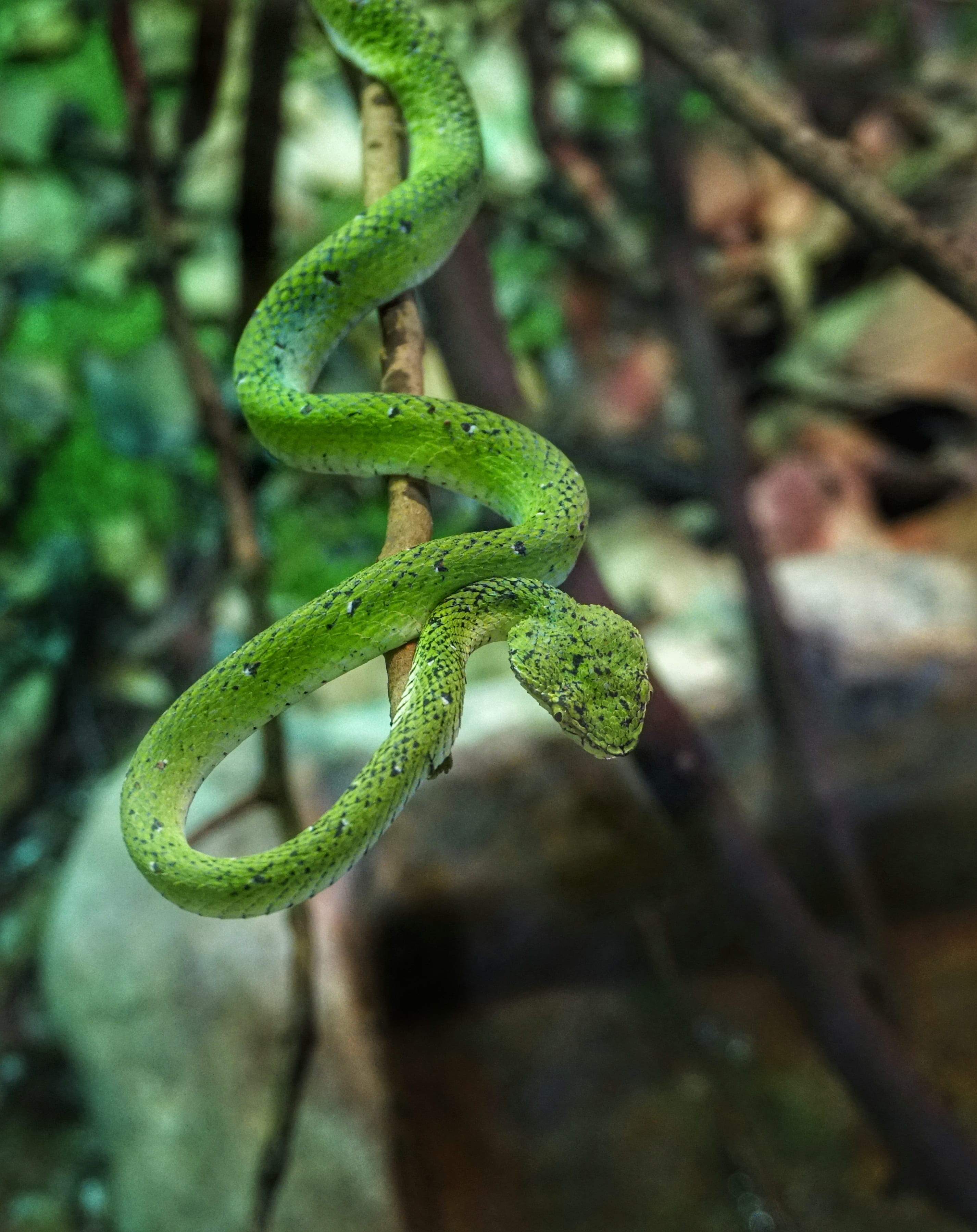 branch, wildlife, viper, danger, nature, growth, focus on foreground, beauty in nature, green color, snake, plant, animals in the wild, day, tree, exotic, Phone HD Wallpaper