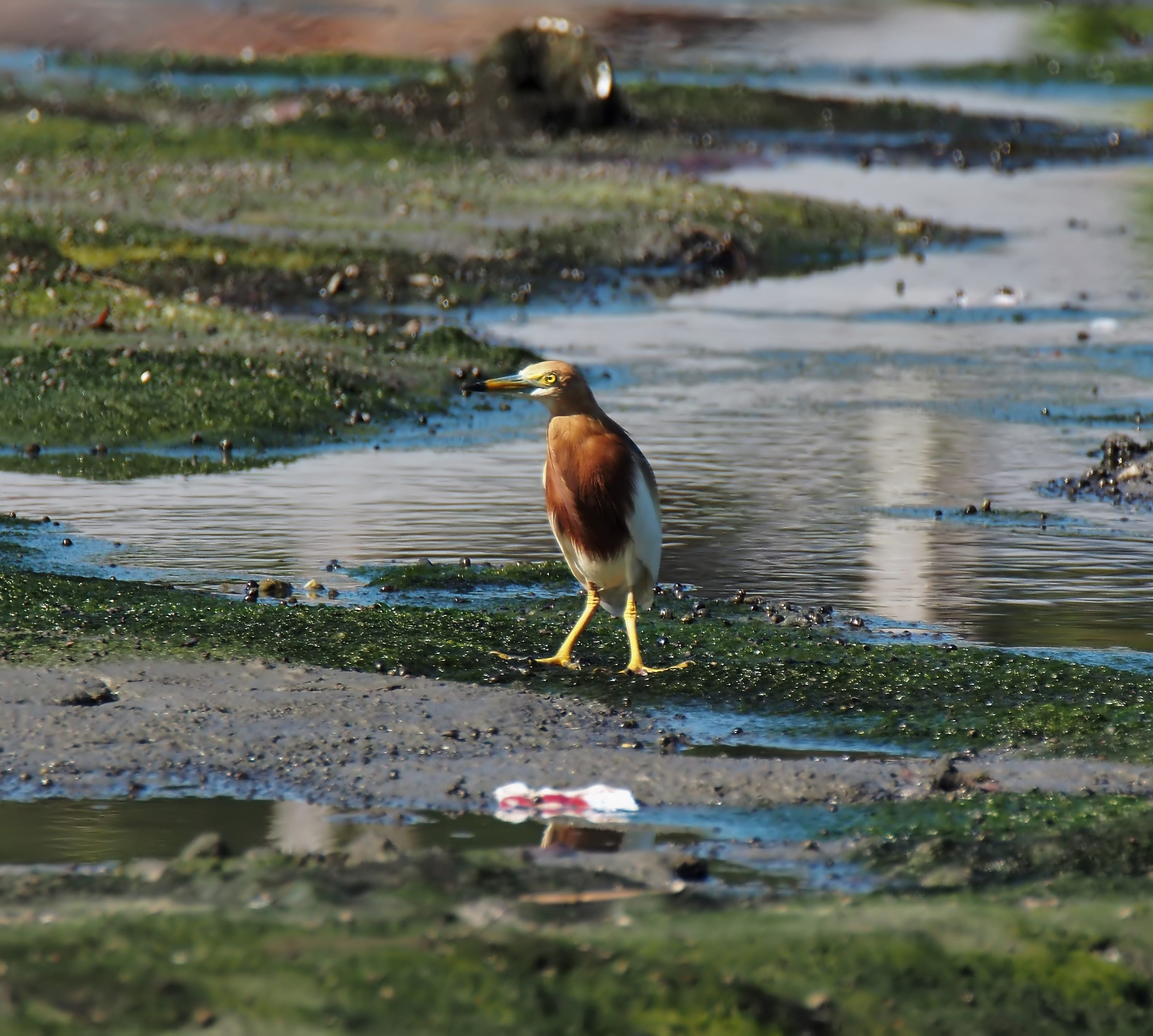 javan, animal wildlife, water bird, heron, selective focus, animal, pond, beach, no people, animals in the wild, wild, animal themes, perching, nature, HD Wallpaper