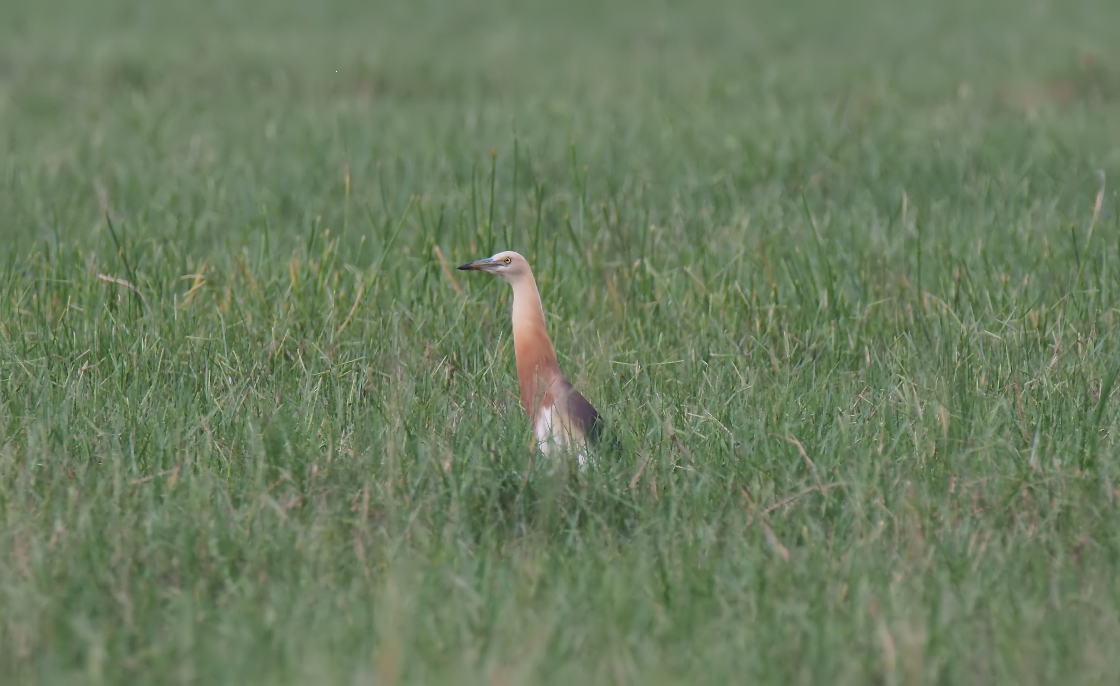 2K, outside, selective focus, no people, animal, plant, growth, land, grass, nature, beauty in nature, animal themes, heron, animal wildlife, animals in the wild, HD Wallpaper