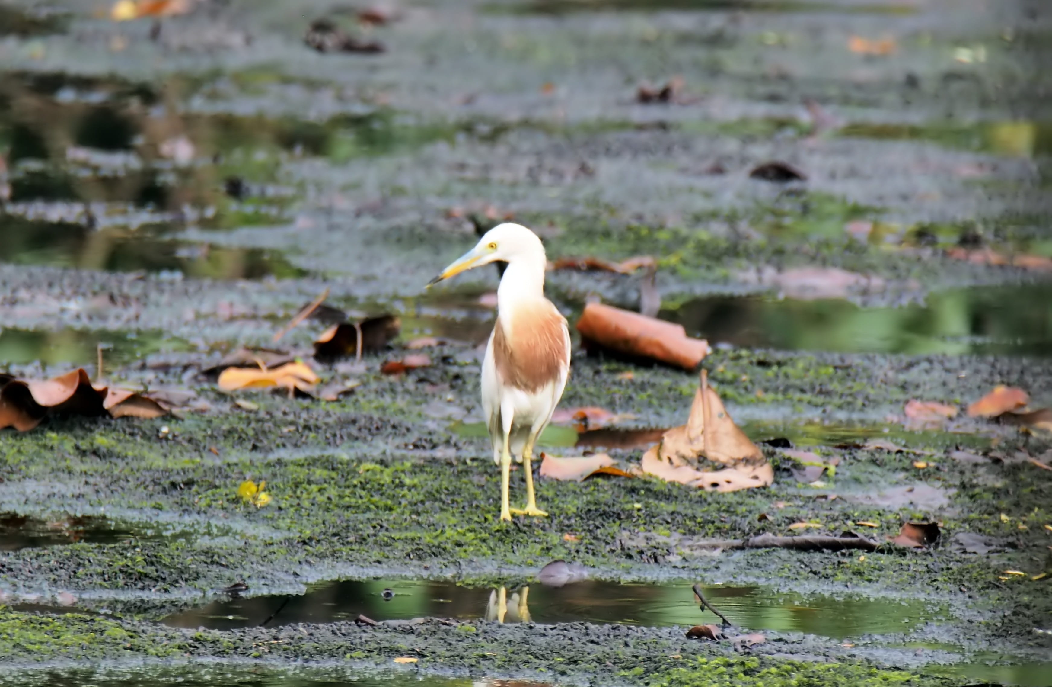 animals in the wild, water bird, animal, perching, 2K, wildlife, heron, day, bird, no people, one animal, natural, lake, focus on foreground, selective focus, HD Wallpaper