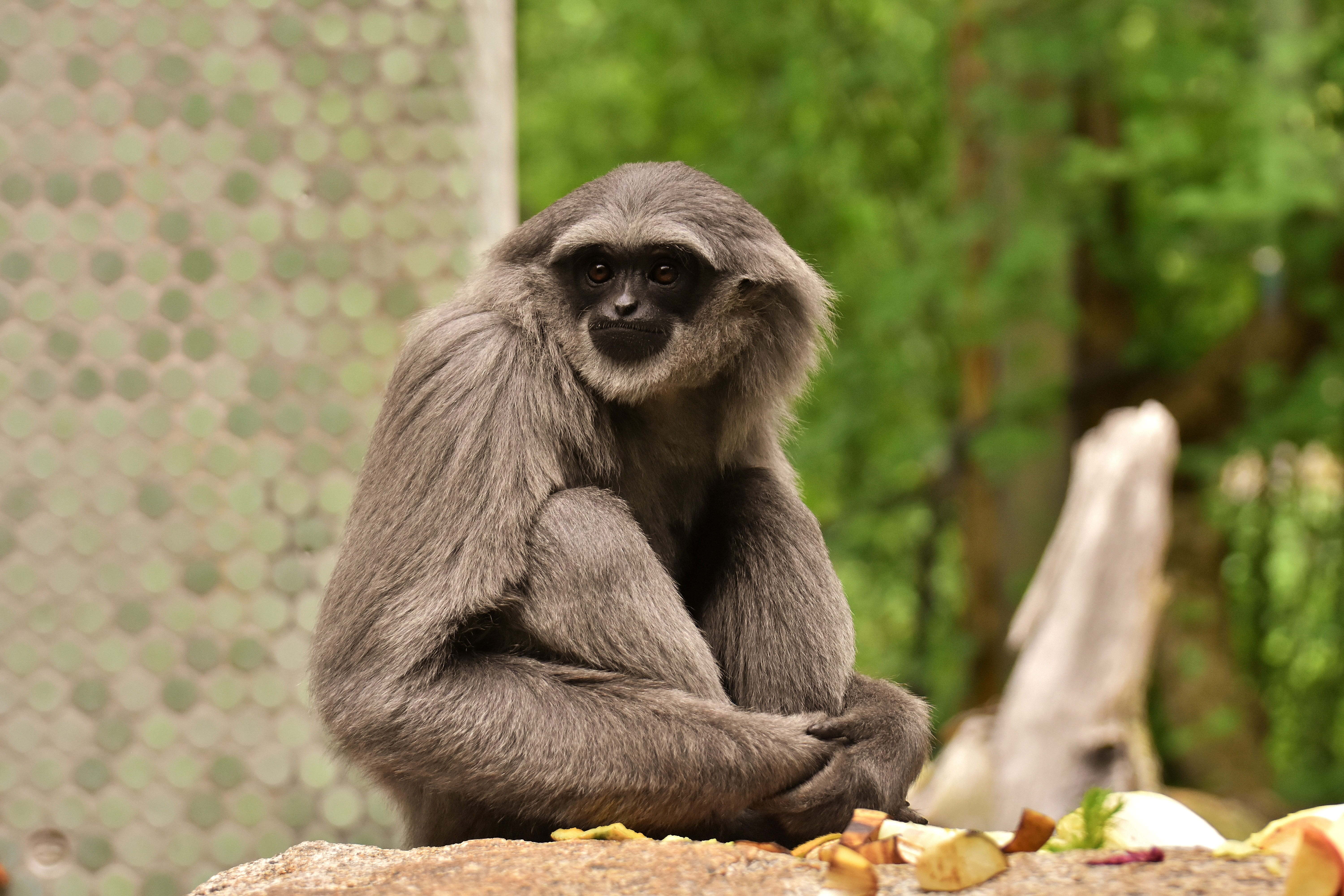 food and drink, mammal, day, eating, hylobates moloch, vertebrate, food, portrait, sitting, ape, animals in the wild, silver gibbon, looking at camera, HD Wallpaper