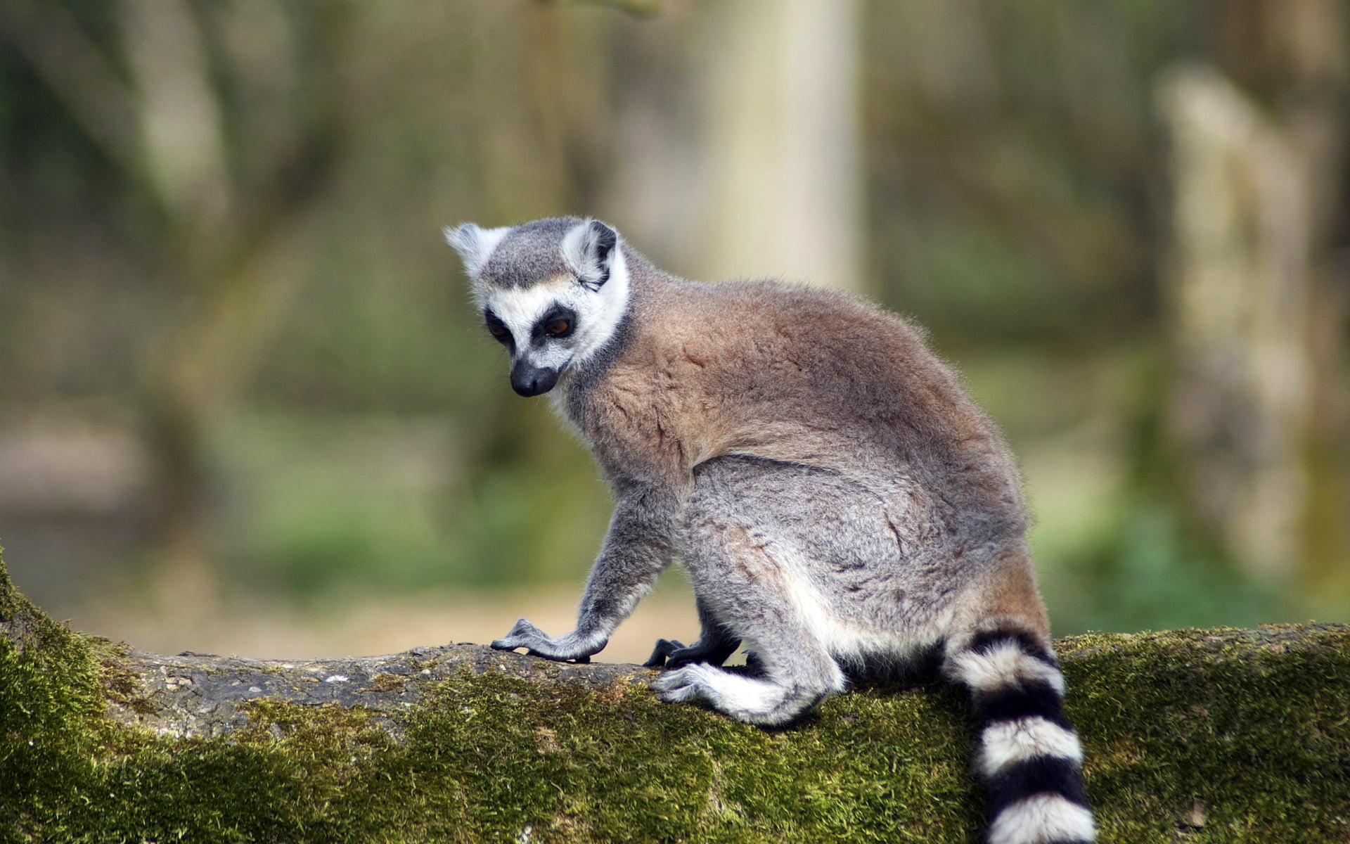 fur, endemic, outdoors, animals In The Wild, mammal, day, no people, gray, full length, animal, wildlife, lemur, looking, ape, primate, zoo, wildlife Reserve, HD Wallpaper