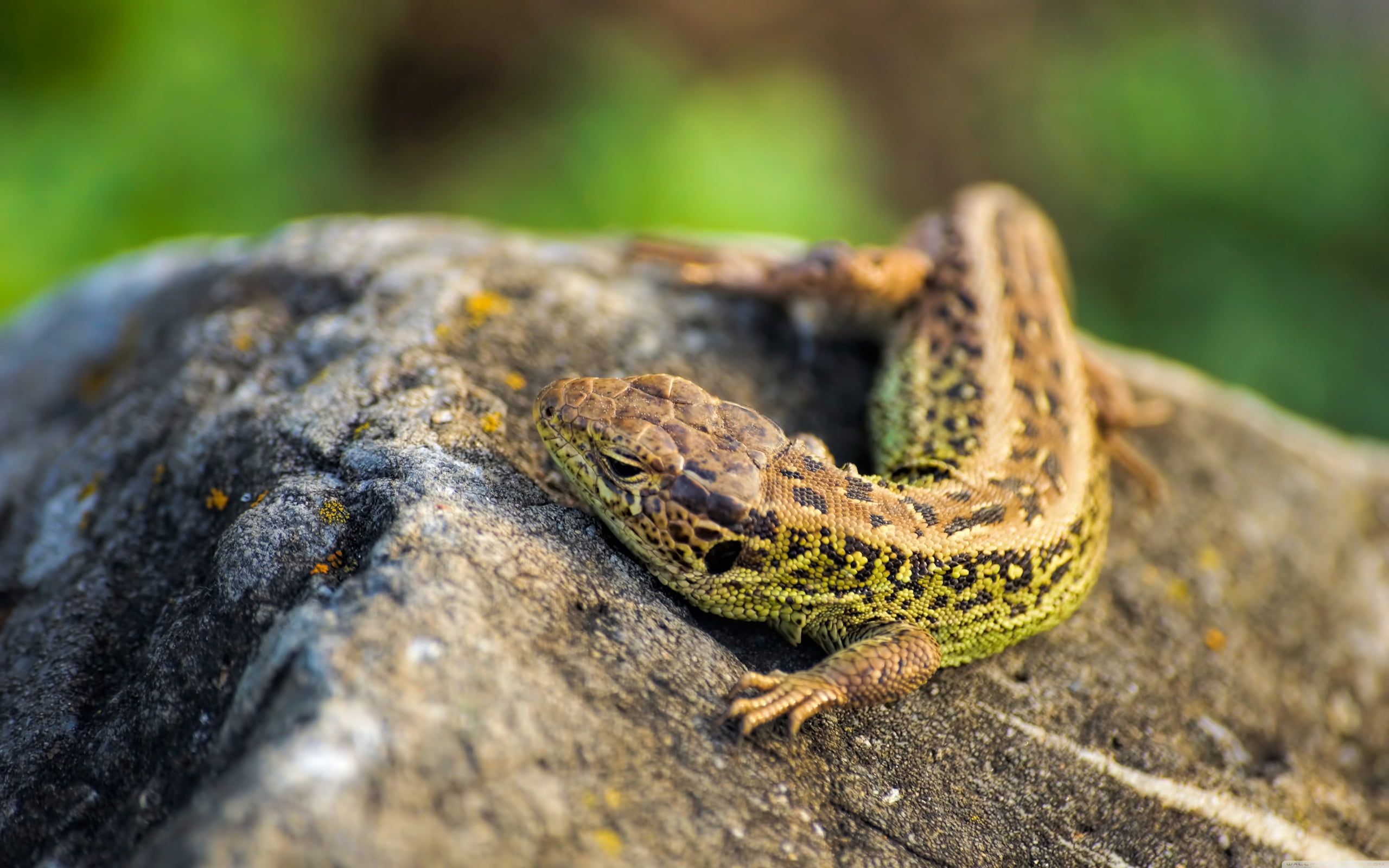 solid, stone, looking, no people, animal themes, outdoors, textured, close-up, dragon, heat, animal Scale, vertebrate, nature, claws, wildlife, green, tree trunk, HD Wallpaper