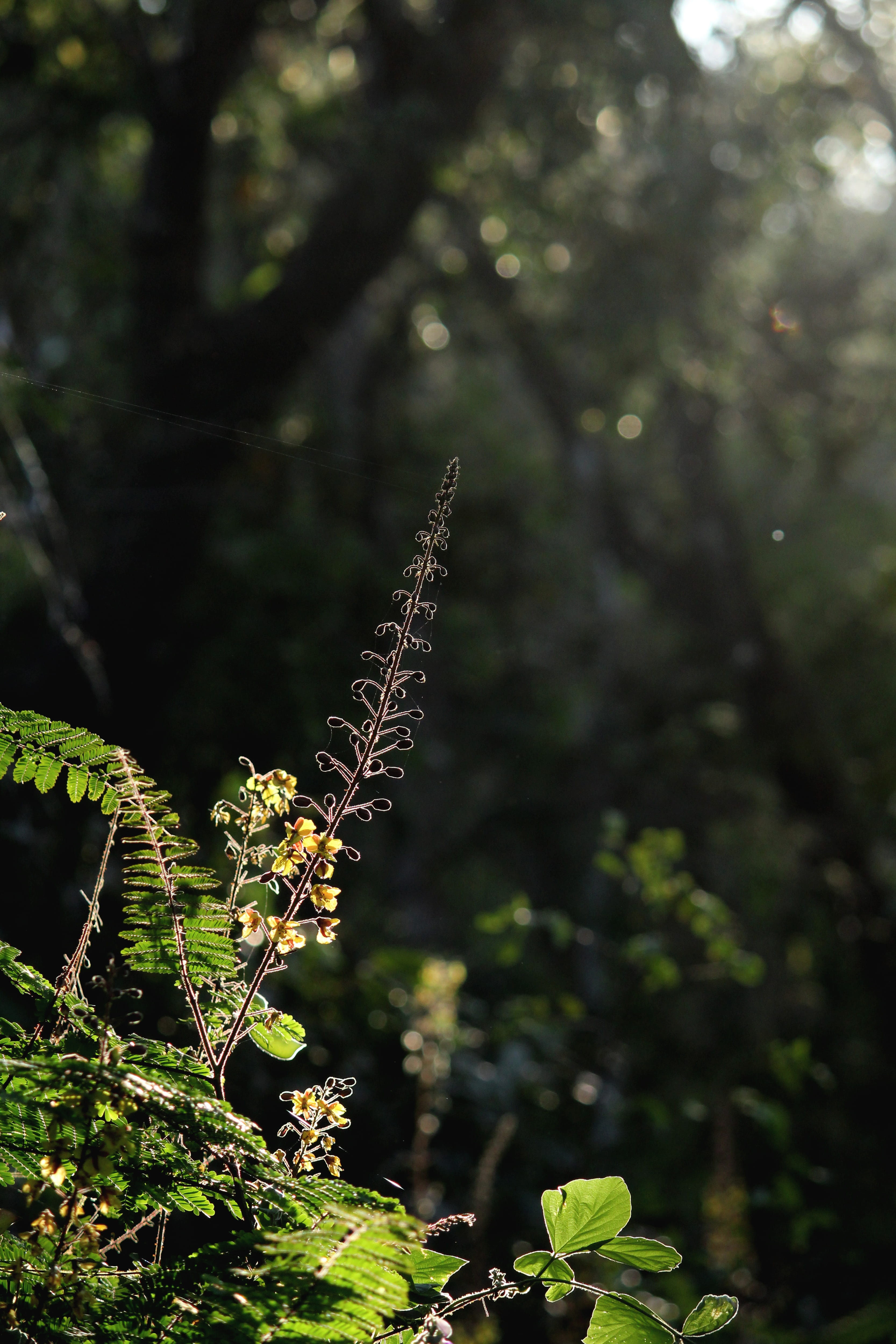wonderful, 4K, beauty in nature, tree, tranquility, nature, yellow, outdoor, natural, bloom, no people, green color, close-up, forest, floral, outdoors, Phone HD Wallpaper