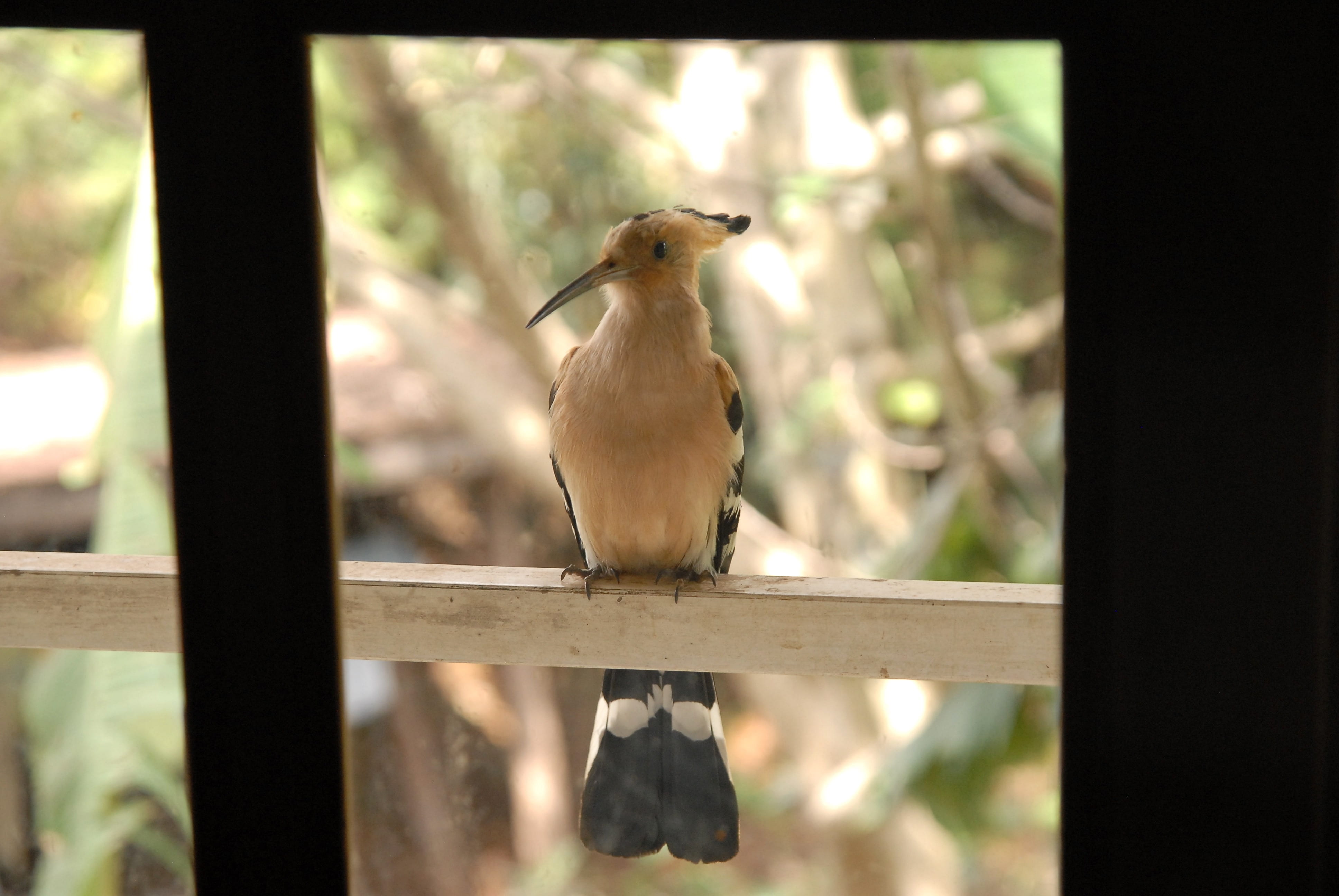 bird, tree, africa, madagascar, no people, railing, outdoors, day, looking, mammal, one animal, wood - material, nature, hoopoe, focus on foreground, animal, HD Wallpaper