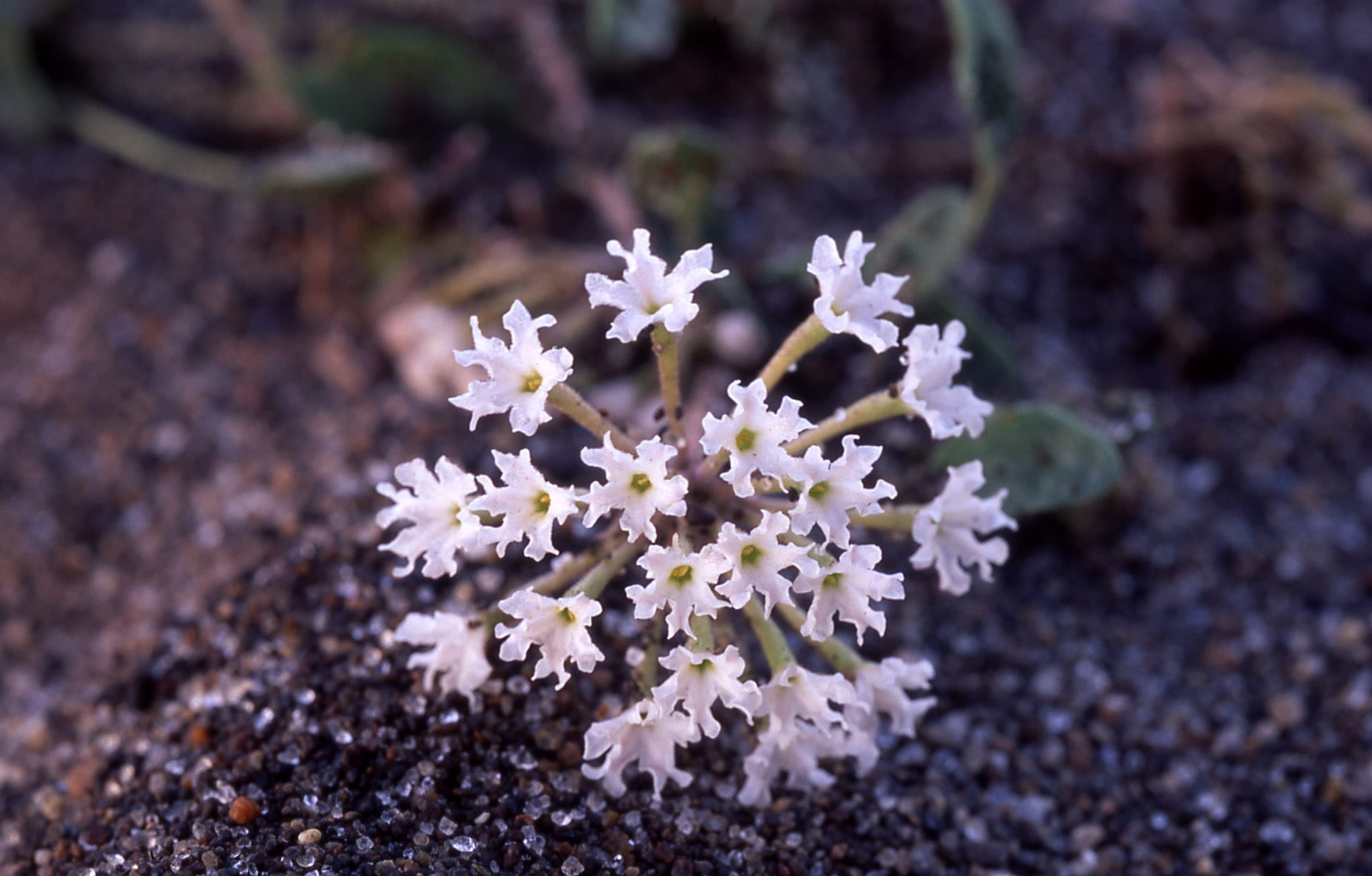 small, lakeshore, sand, growth, close-up, plant, blossom, flower, flower head, macro, no people, petal, Yellowstone, flowering plant, outdoors, nature, HD Wallpaper