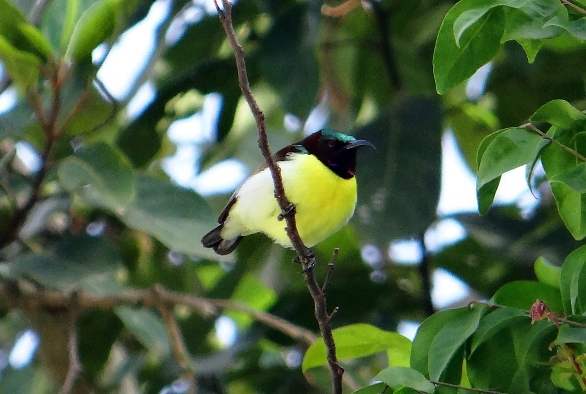 male, leaf, tree, animal wildlife, 1080P, endemic, green color, leptocoma zeylonica, branch, india, animal themes, perching, one animal, animal, plant part, HD Wallpaper