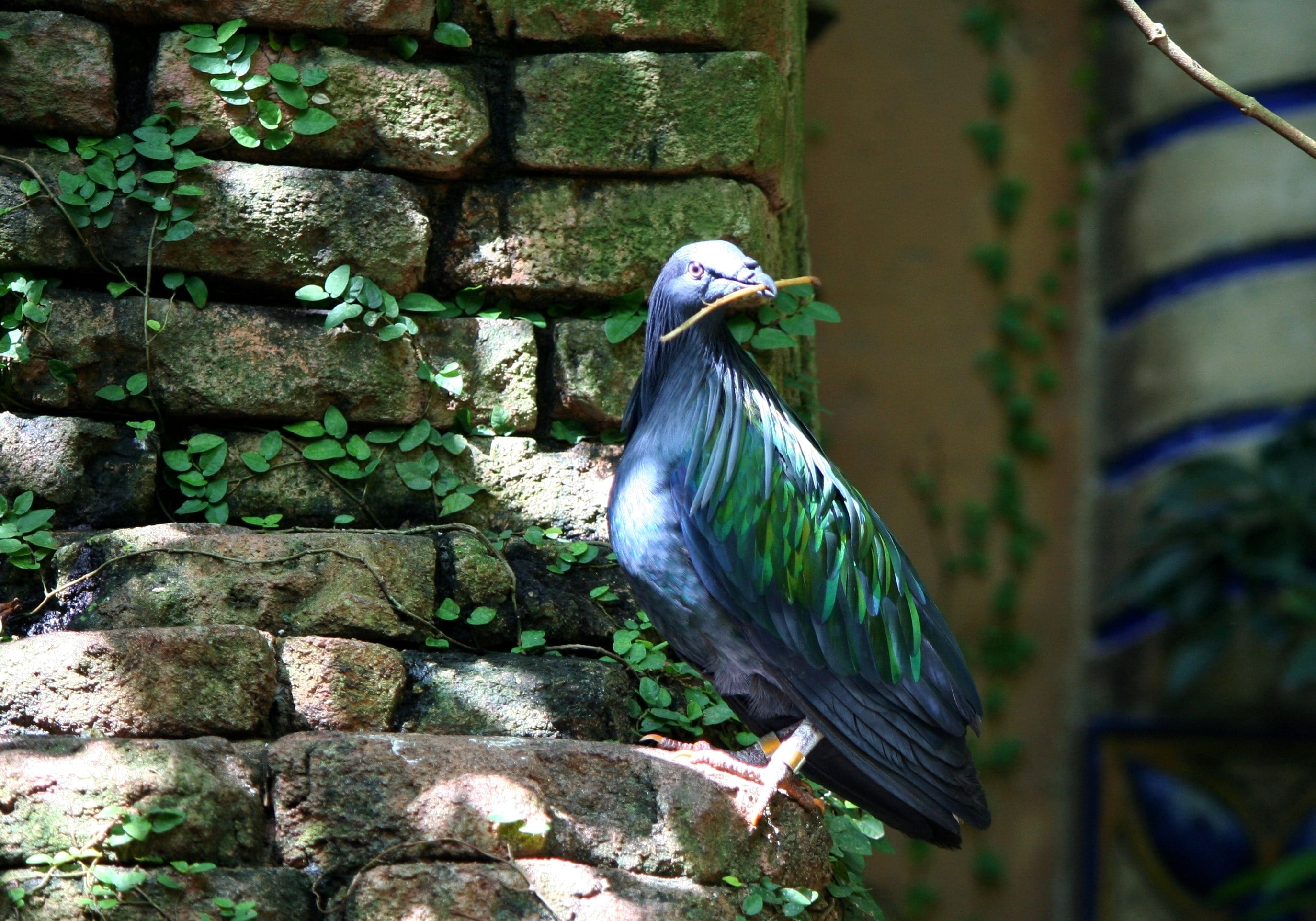 islands, nicobar, fauna, outdoors, Bird, looking, no people, close-up, perching, Endemic, animal, architecture, wall - building feature, peacock, animal wildlife, HD Wallpaper