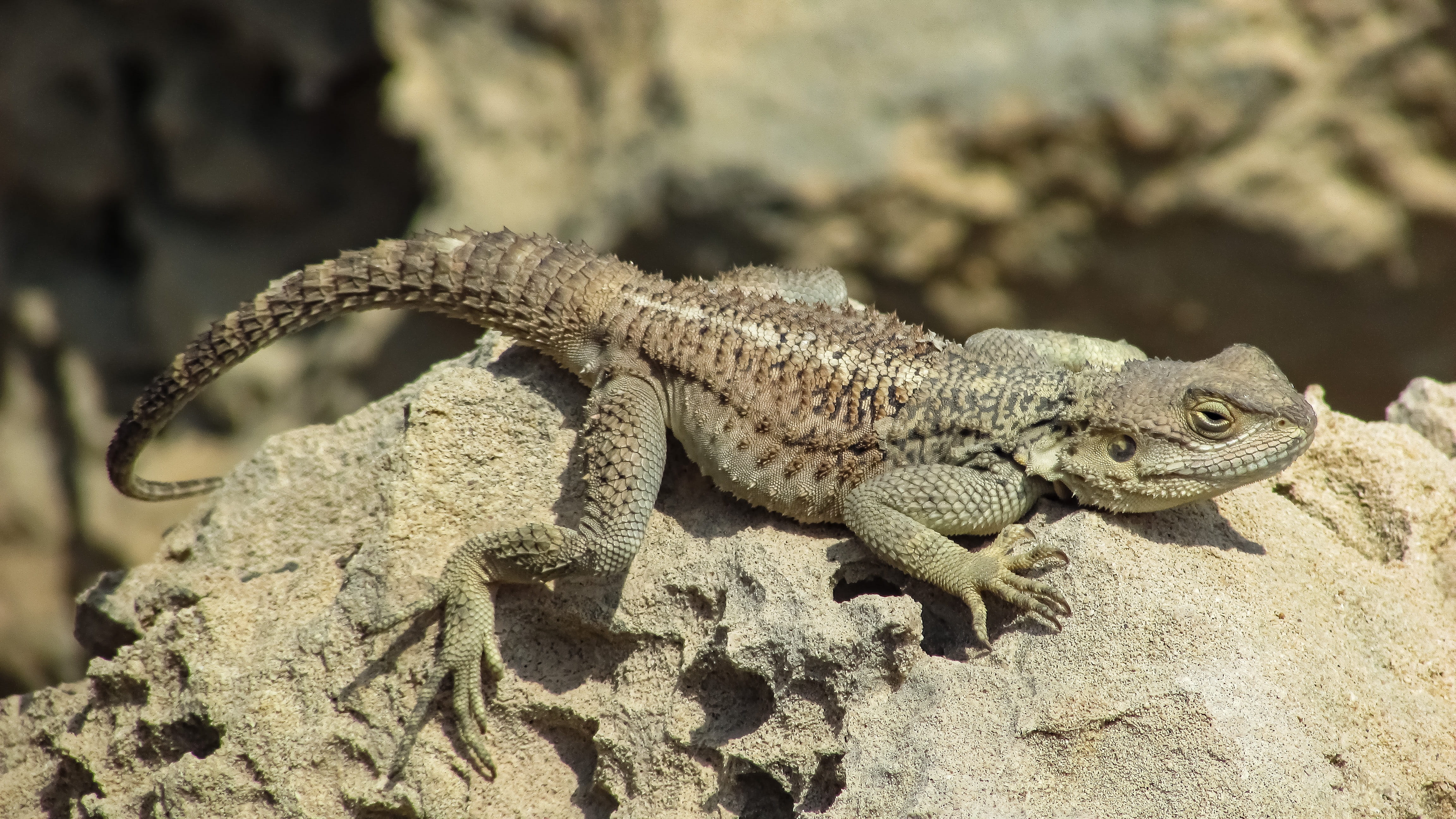 wildlife, reptile, adaptation, animal scale, animals in the wild, no people, day, stellagama stellio cypriaca, side view, close-up, kurkutas, endemic, arid climate, HD Wallpaper