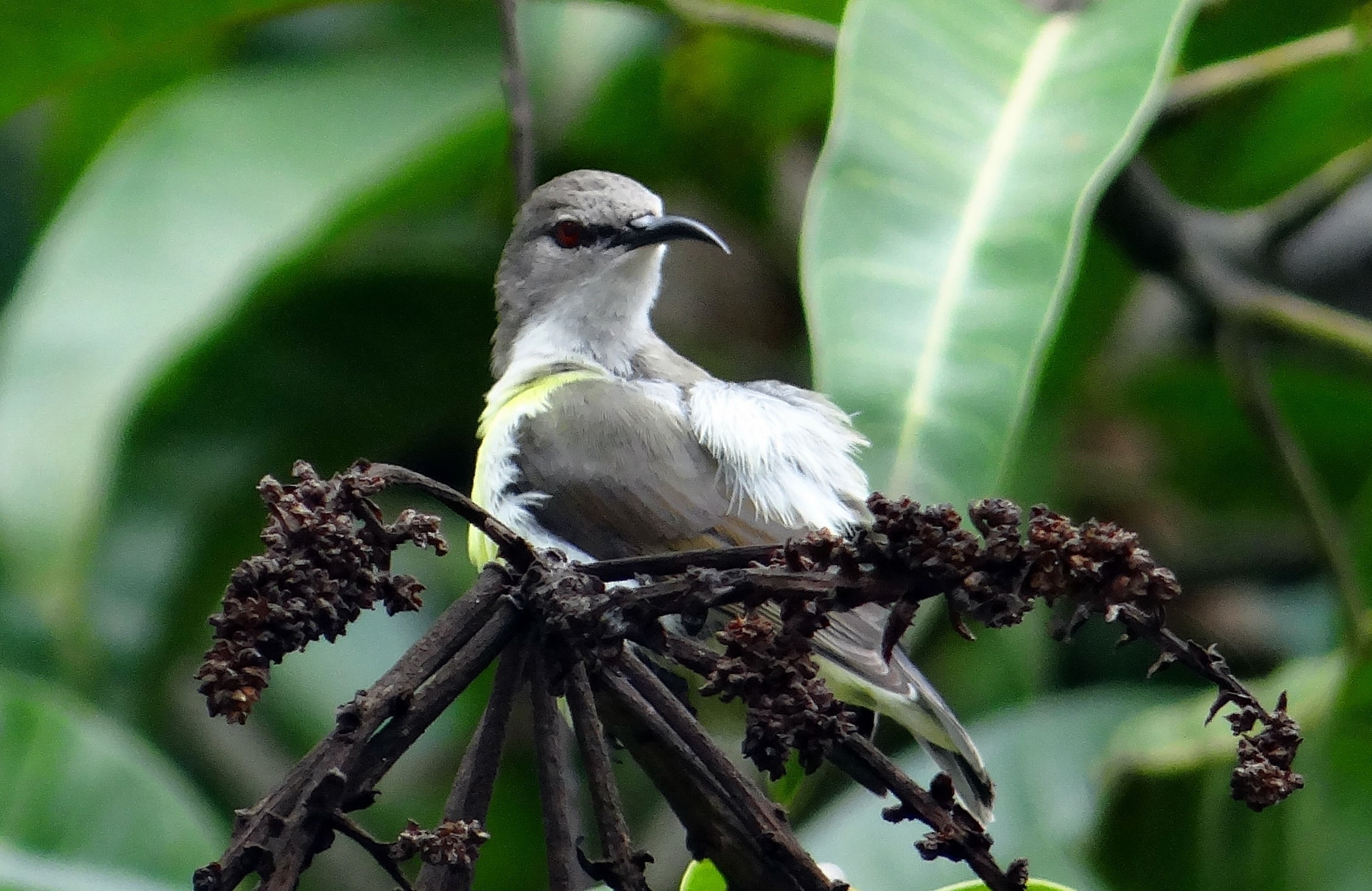 one animal, plant part, day, endemic, wildlife, animal, no people, beak, green color, 1080P, perching, bird Watching, tree, bird, leaf, animal wildlife, HD Wallpaper