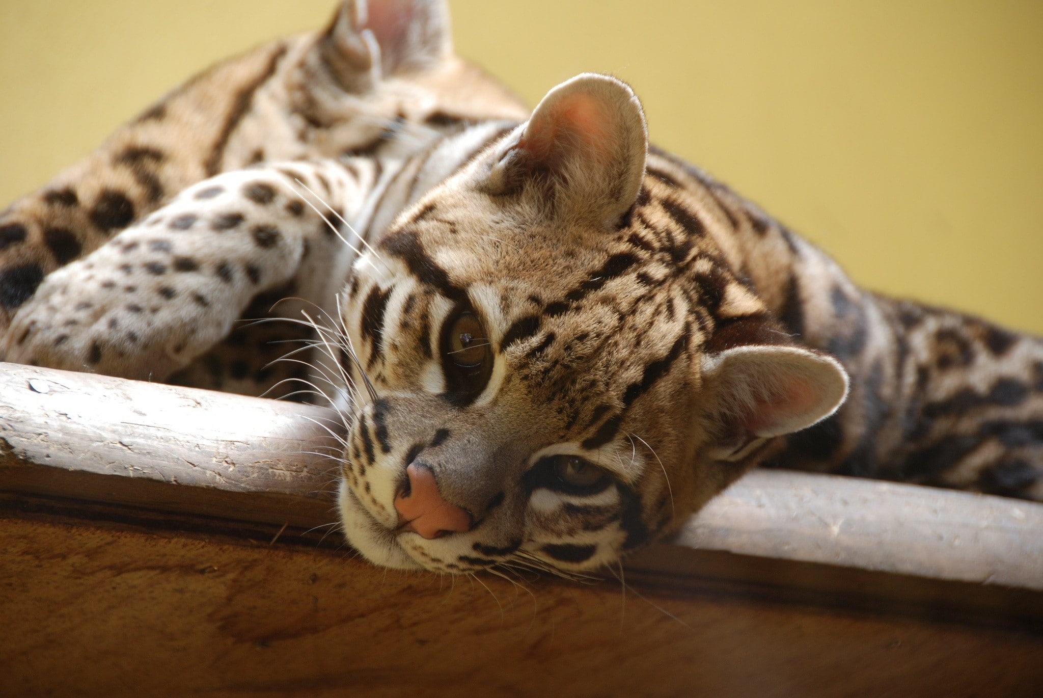 muzzle, ocelot, vacation, 1080P, wild cat, cat, predator, wild, HD Wallpaper