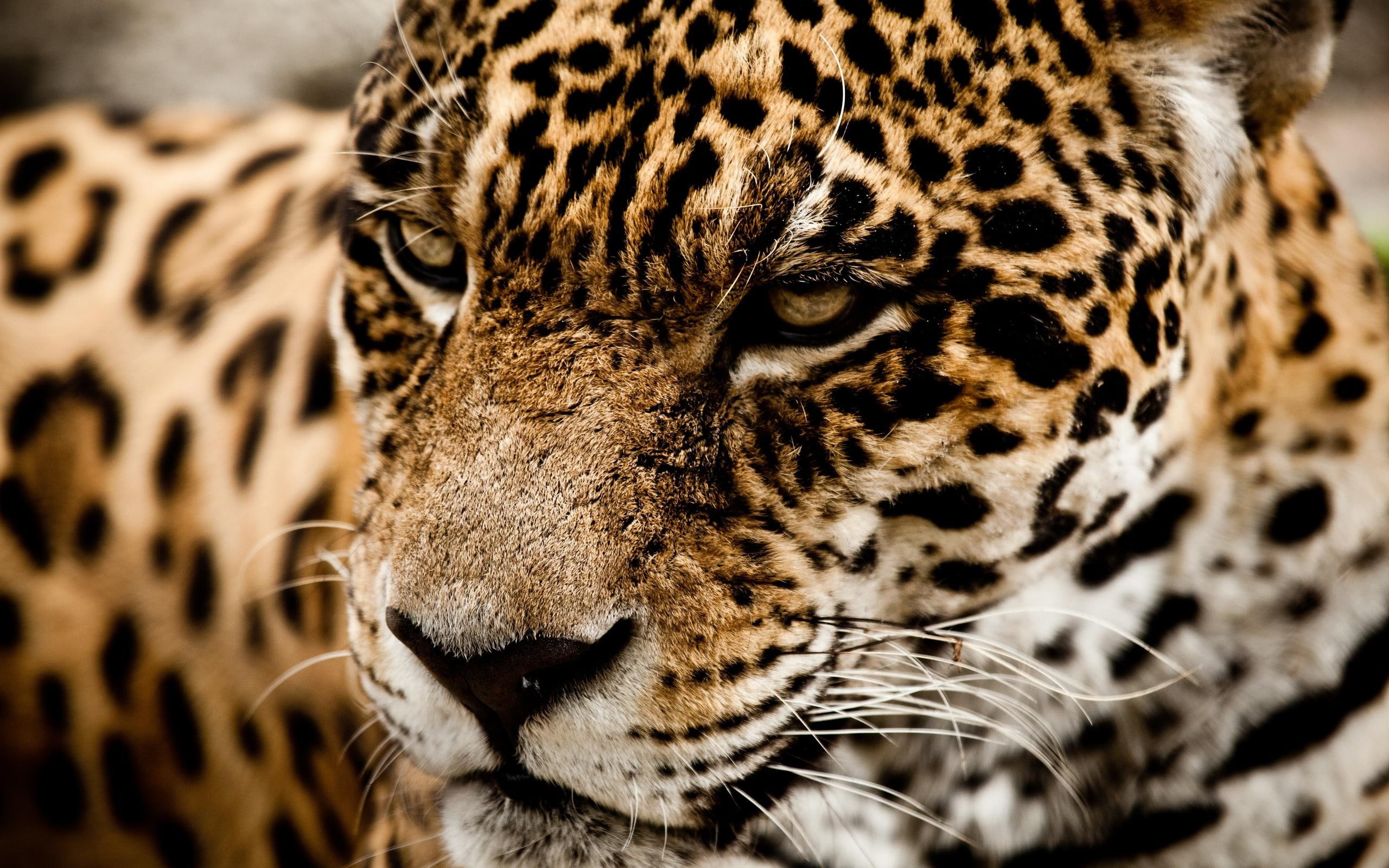 cat, 2K, wild, 1080p, cats, p, jaguar, muzzle, HD Wallpaper