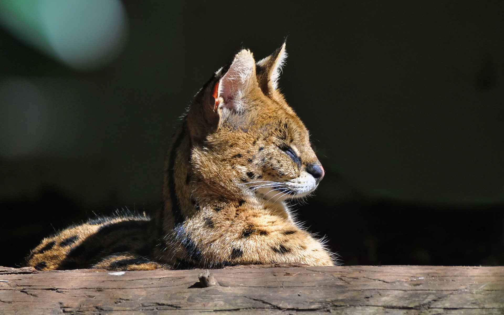 1080P, Cat, Wild, Serval, Predator, HD Wallpaper