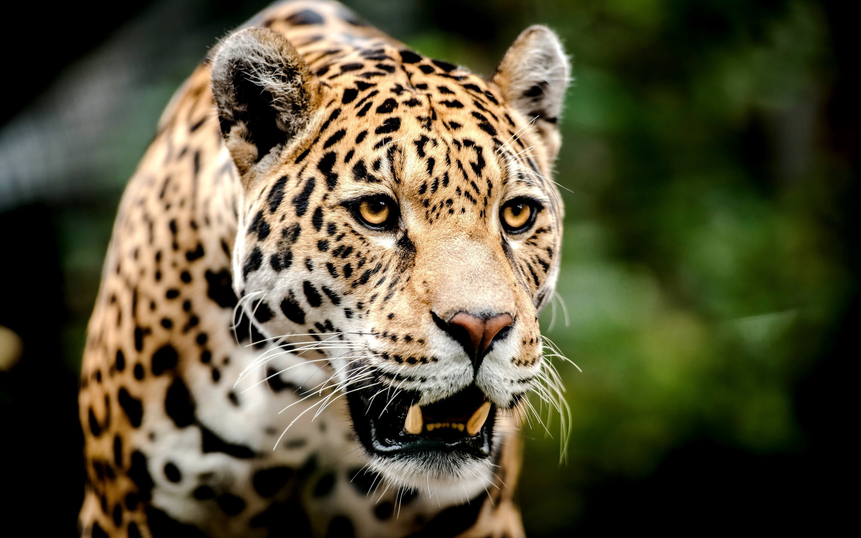 face, 2K, big, cat, eyes, Leopard, teeth, predator, big cat, HD Wallpaper