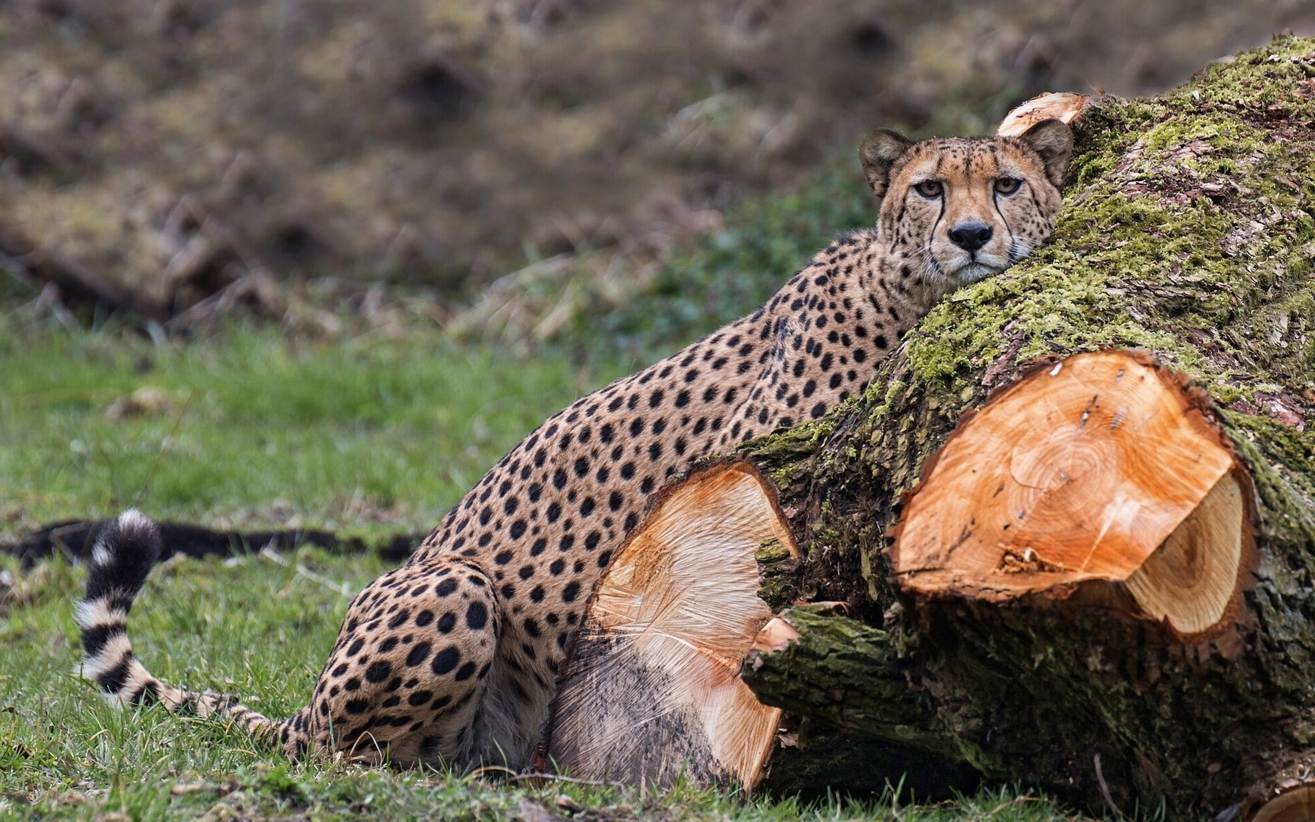 cheetah, 1080P, predator, wild cat, wild, s, cat, log, HD Wallpaper