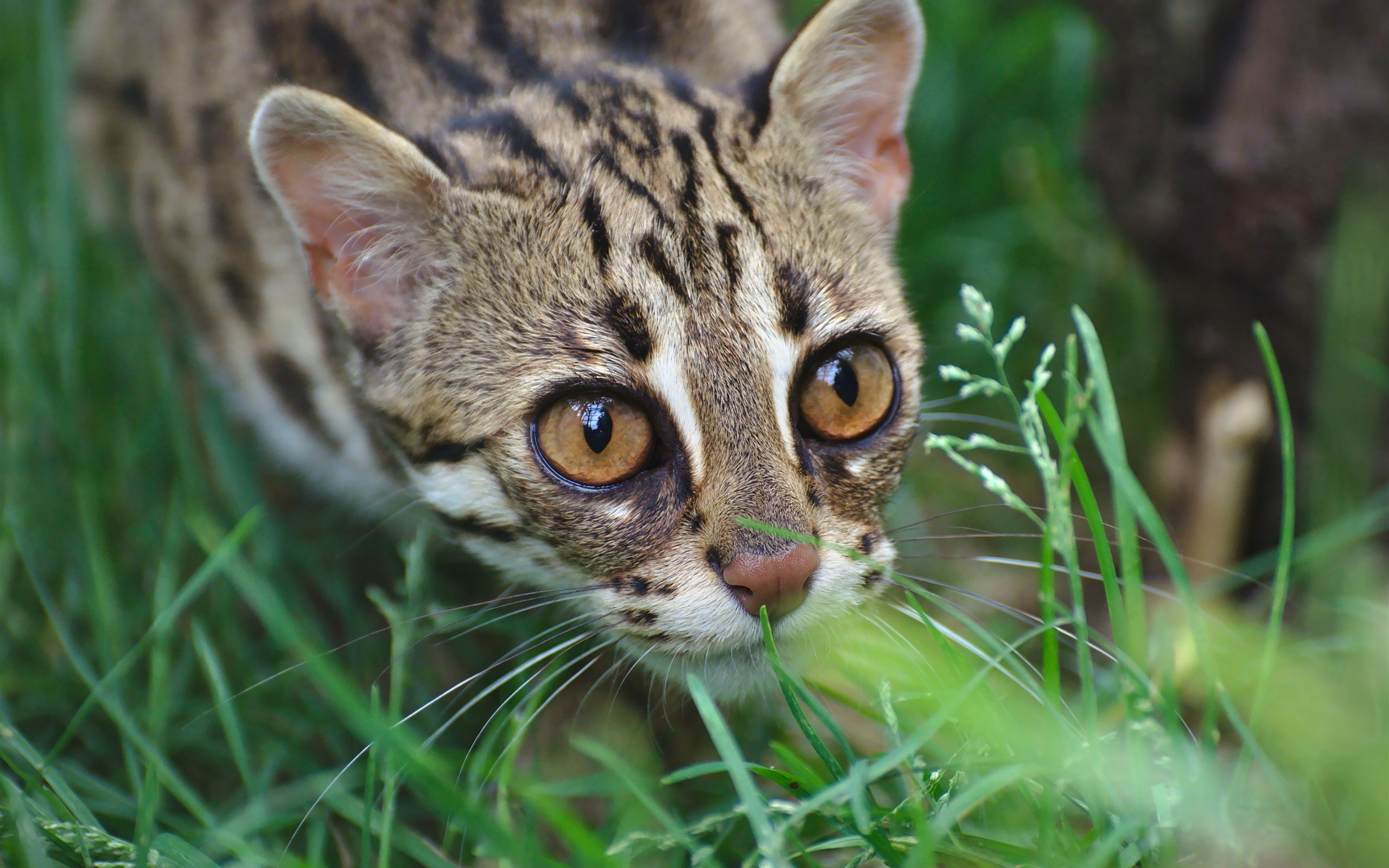 Predator, Cat, Wild, Leopard, Grass, 2K, HD Wallpaper