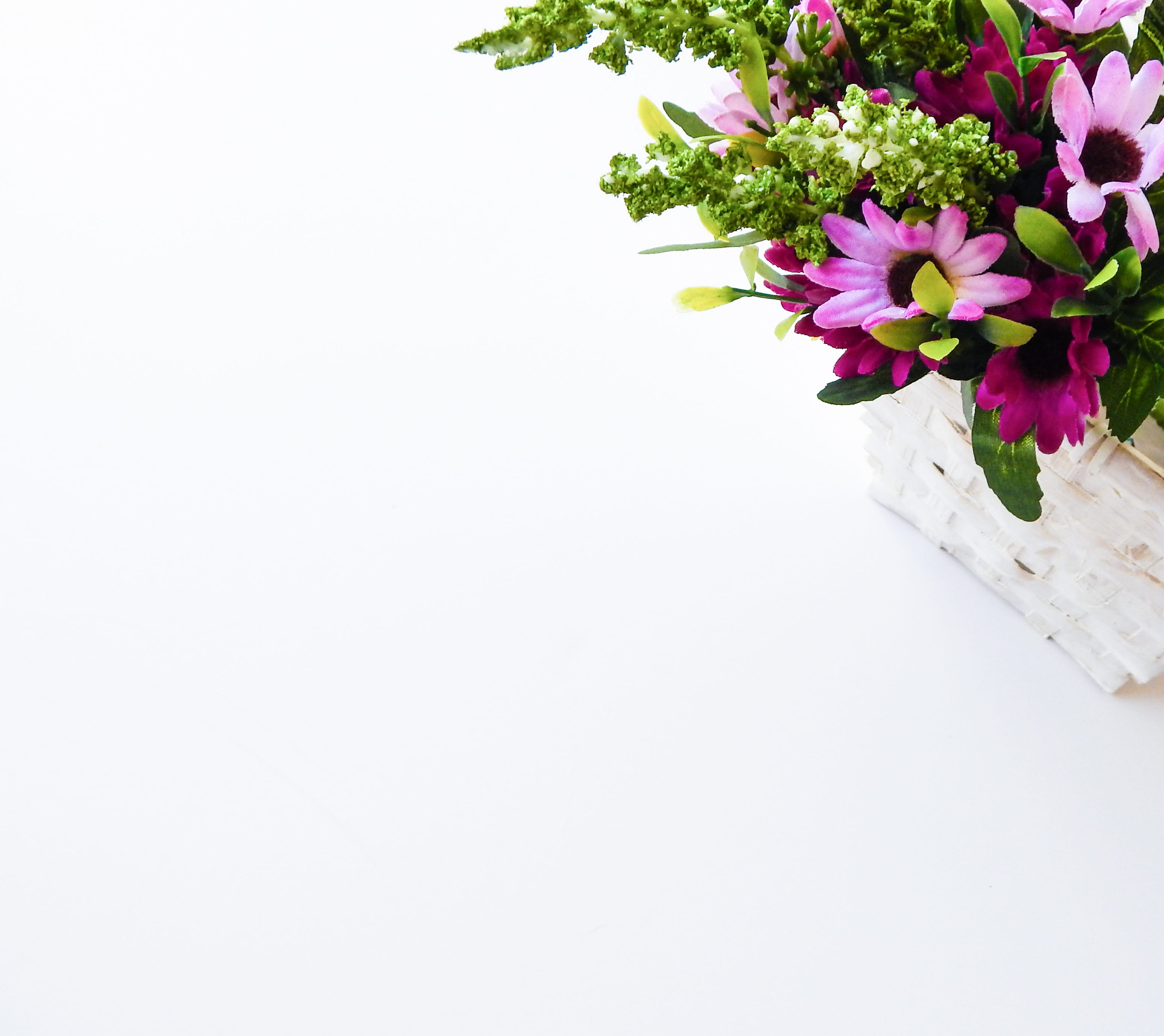 nature, petal, saint lucia, copy space, flowering plant, close-up, flower, white background, inflorescence, freshness, indoors, flower arrangement, whitespace, HD Wallpaper