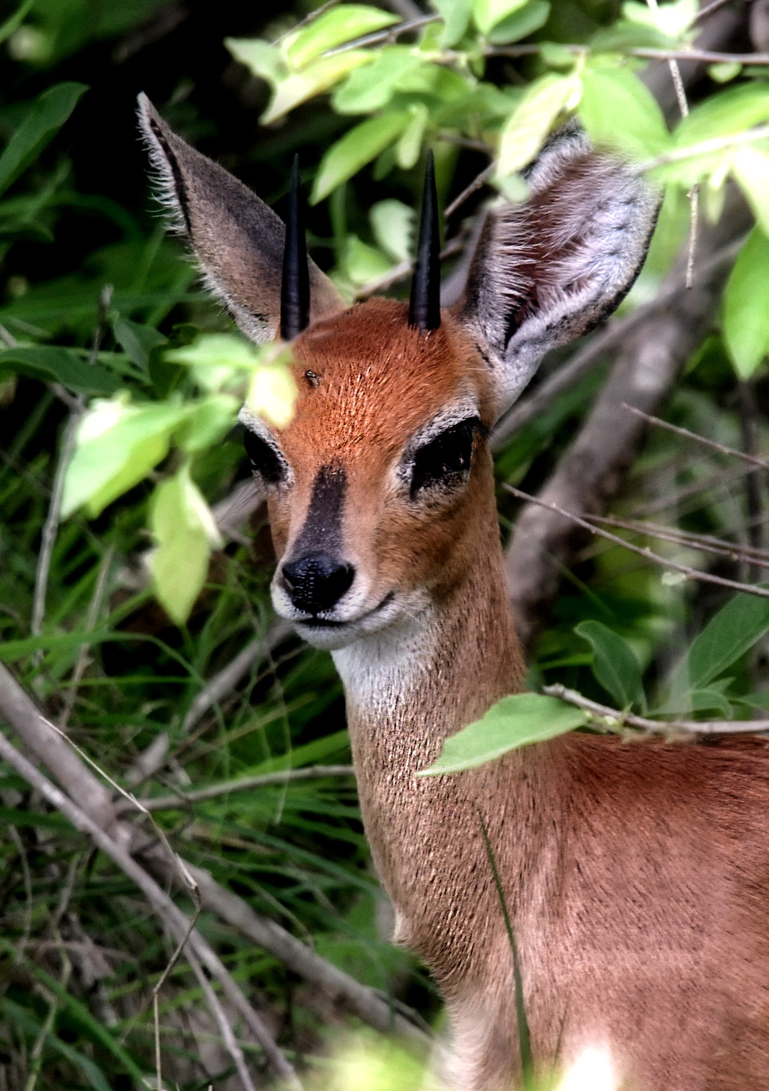 rural endemic, vertebrate, nature, south africa, animal wildlife, safari, plant, no people, kruger park, field, herbivorous, focus on foreground, deer, Phone HD Wallpaper