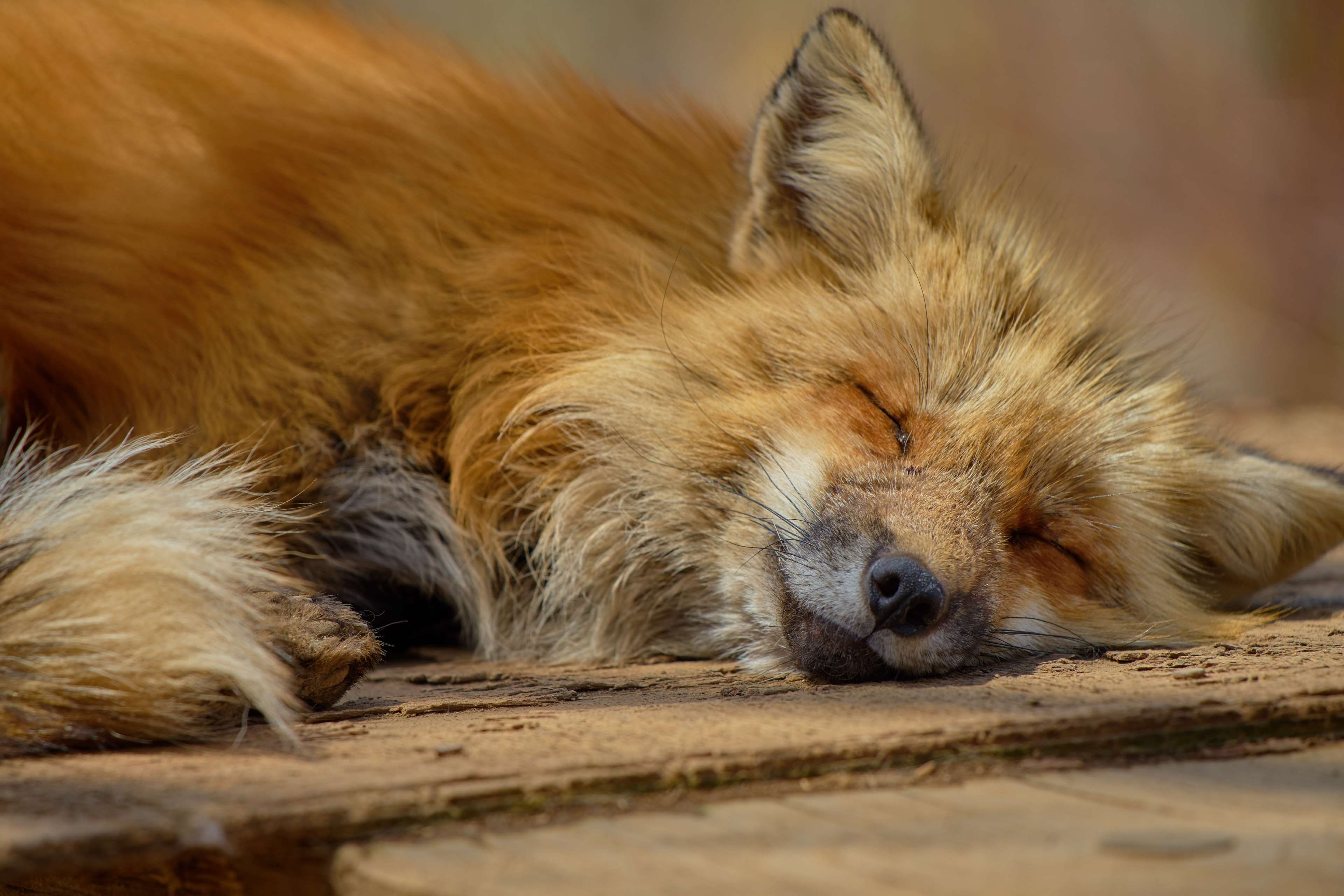 domestic, zoo, animal wildlife, eye, animal, animal head, carnivore, hunter, sleep, zao fox village, cute, no people, fox, wild, lying down, close up, one animal, HD Wallpaper