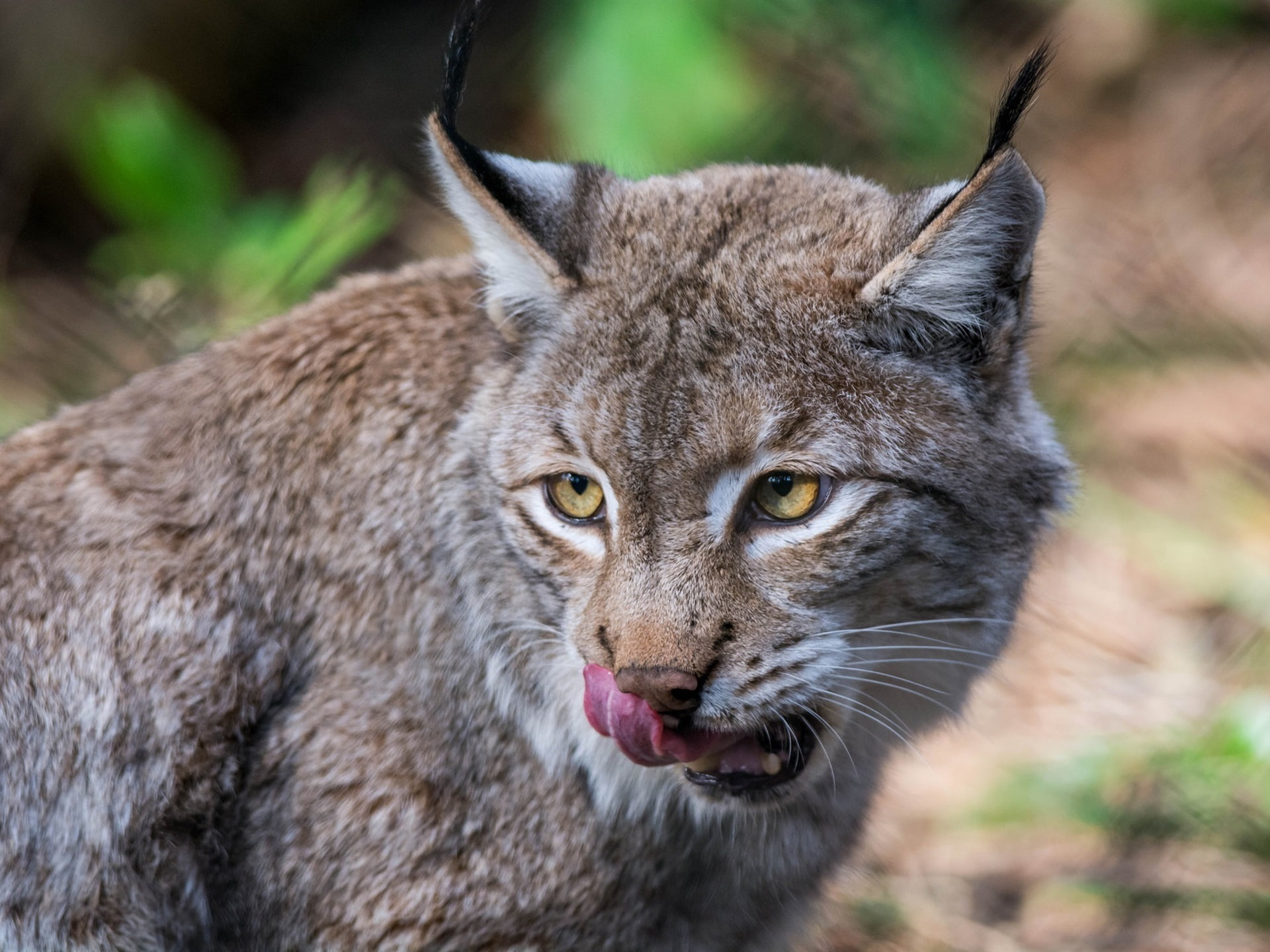 Cat, 1080P, Predator, Wild, HD Wallpaper