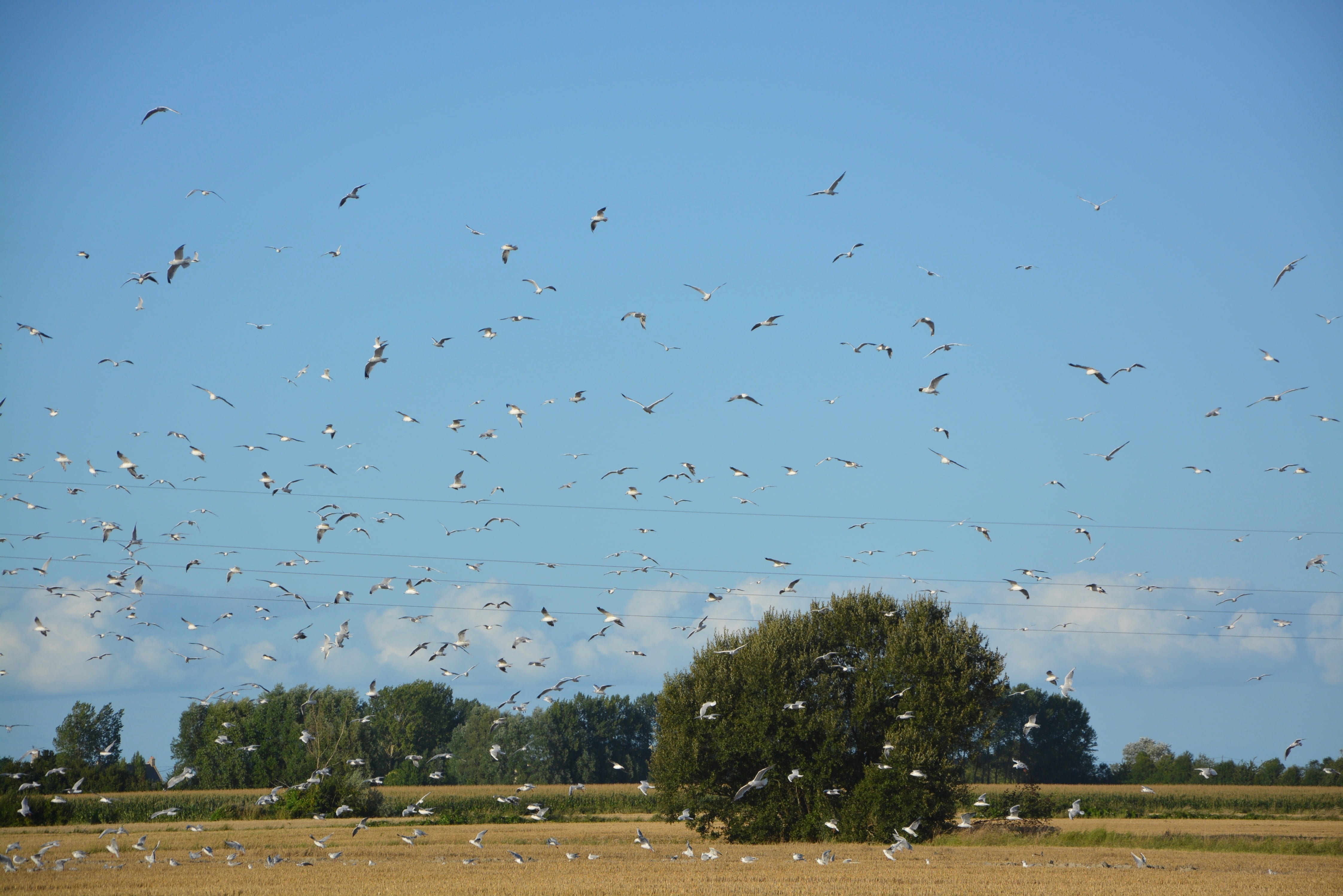 animal, group of animals, bird flight, bird, nature, beauty in nature, environment, animals in the wild, dol de bretagne, sky, day, 4K, flock of birds, HD Wallpaper